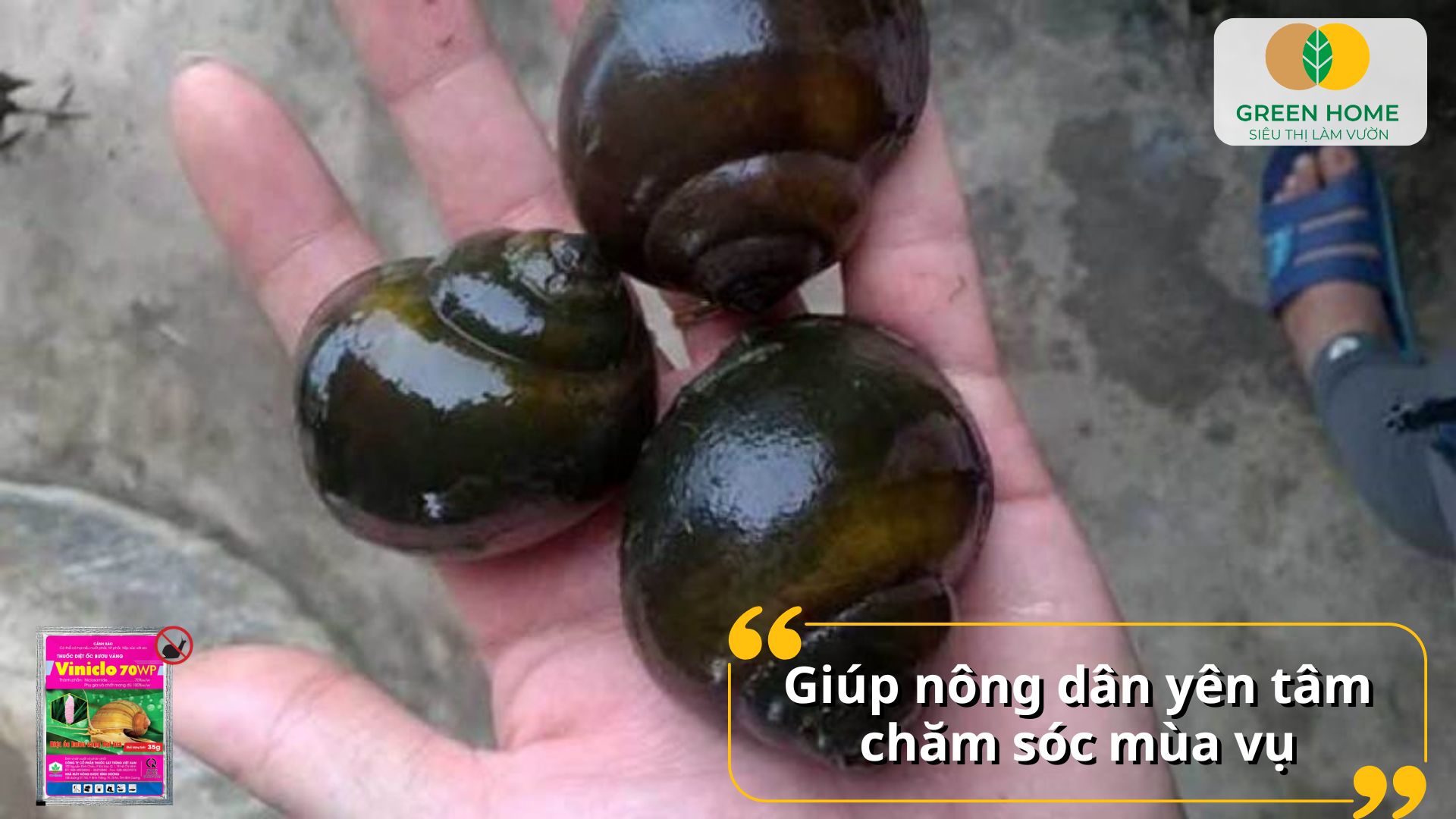 Nâng cao năng suất lúa nhờ thuốc diệt ốc bưu vàng Viniclo