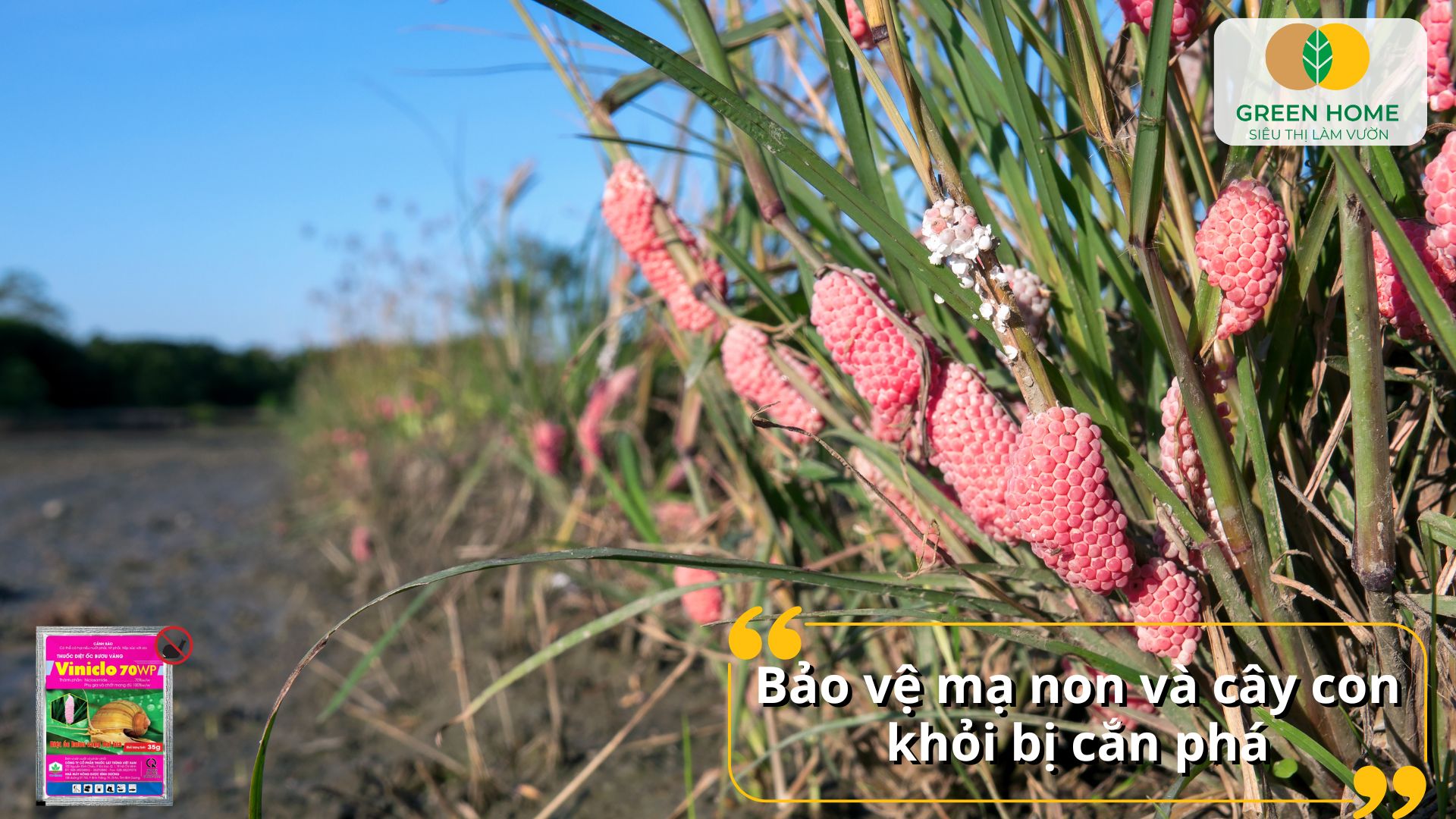 Ngăn chặn ốc hại lúa với thuốc diệt ốc bưu vàng VinicloThuốc diệt ốc bưu vàng Viniclo phù hợp mọi giai đoạn can