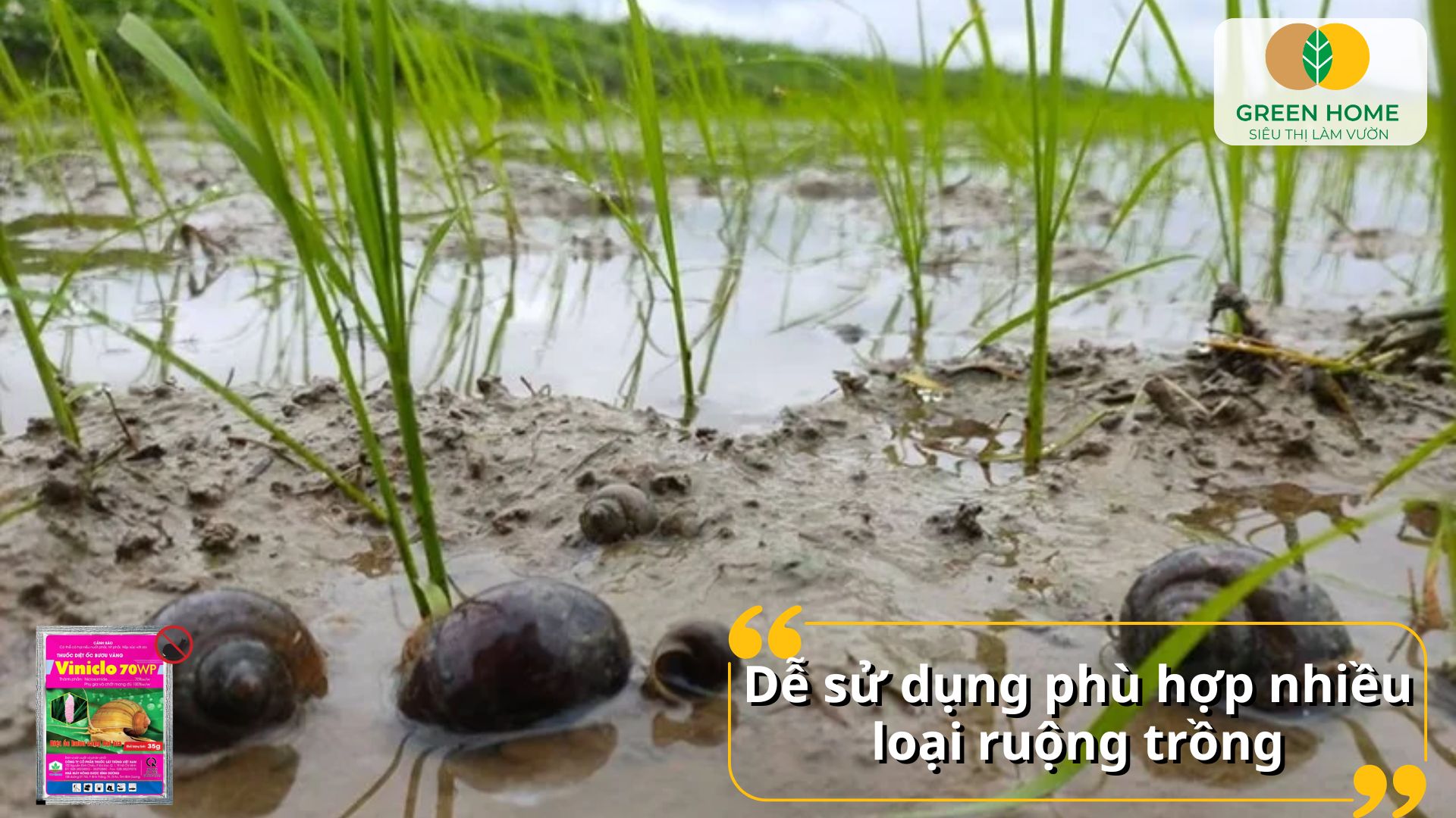 Sản phẩm thuốc diệt ốc bưu vàng Viniclo dễ dàng bảo quản