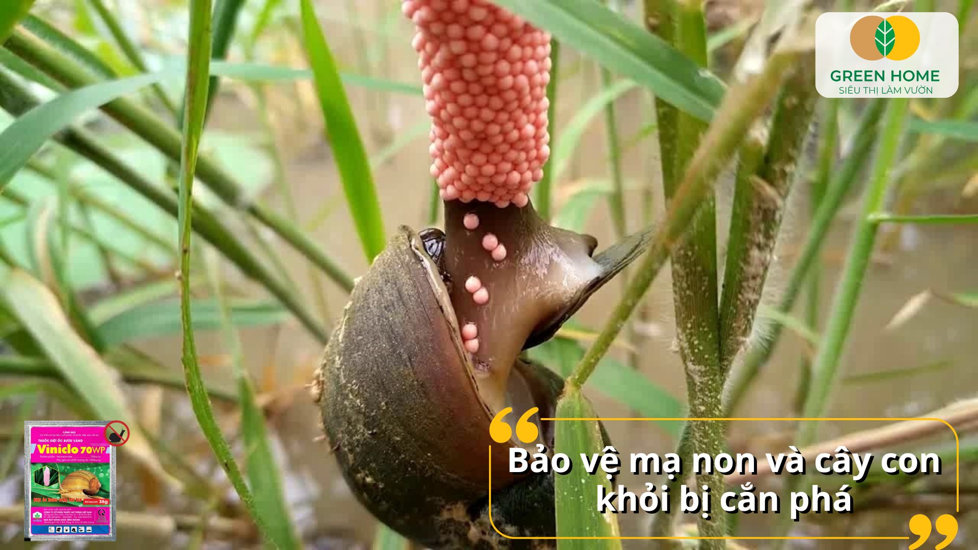 Giải pháp tối ưu với thuốc diệt ốc bưu vàng Viniclo trong mùa vụ