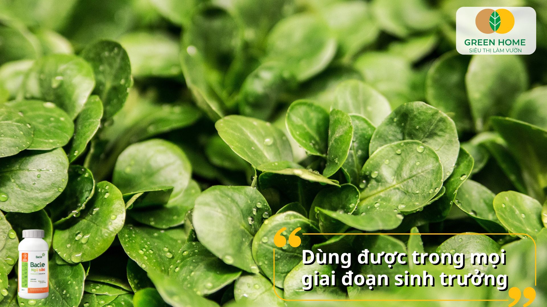Tăng năng suất mùa vụ nhờ thuốc sinh học Bacte