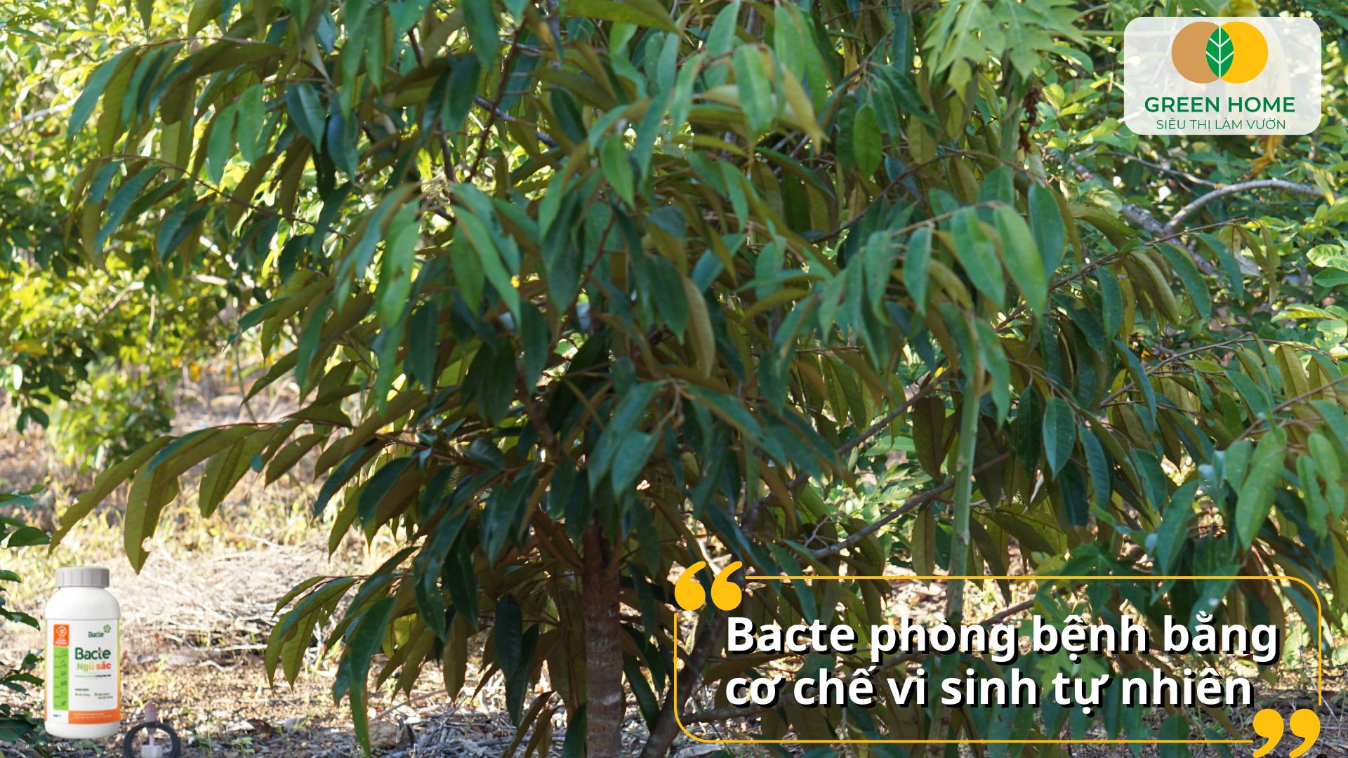 Giải pháp an toàn bảo vệ cây trồng với thuốc sinh học Bacte