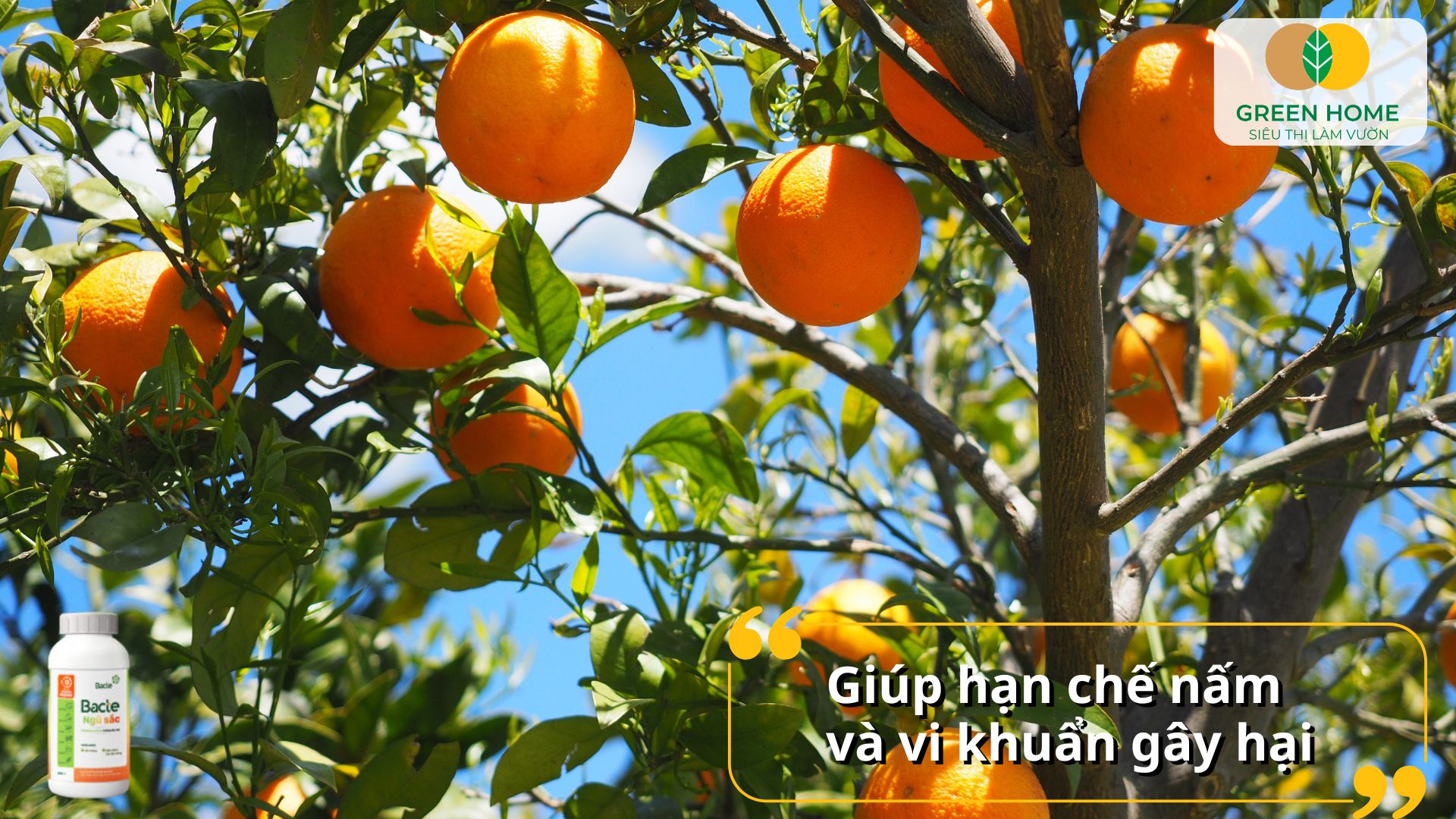 Bảo vệ cây lâu dài với thuốc sinh học Bacte