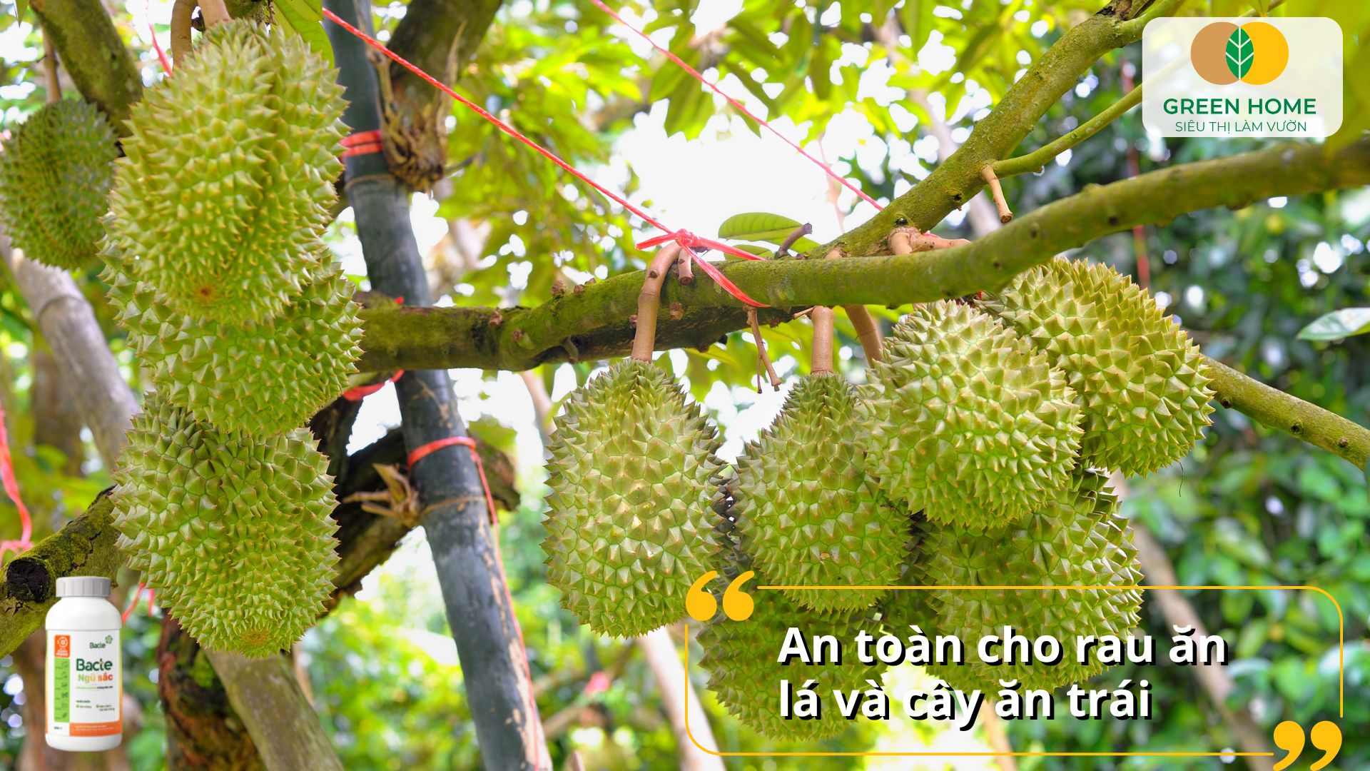 Thuốc sinh học Bacte tăng sức đề kháng cho cây