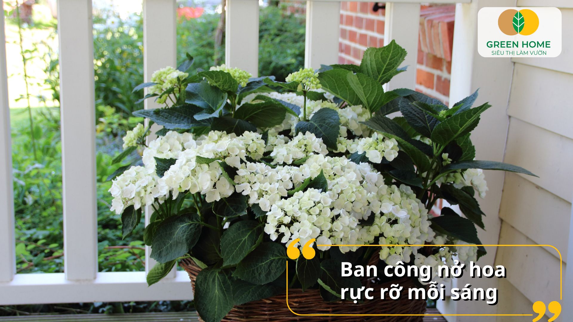 Giỏ treo ban công bung nở triệu chuông lung linh dưới nắng