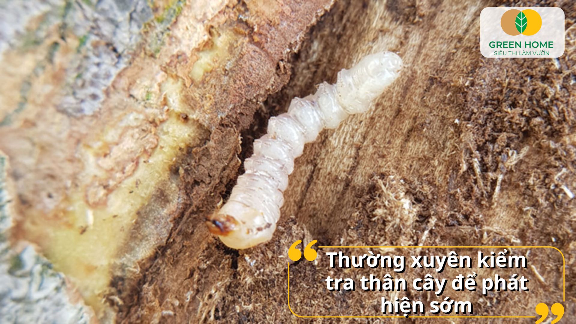 Trị sâu đục thân giúp cây phục hồi nhanh sau khi bị hại