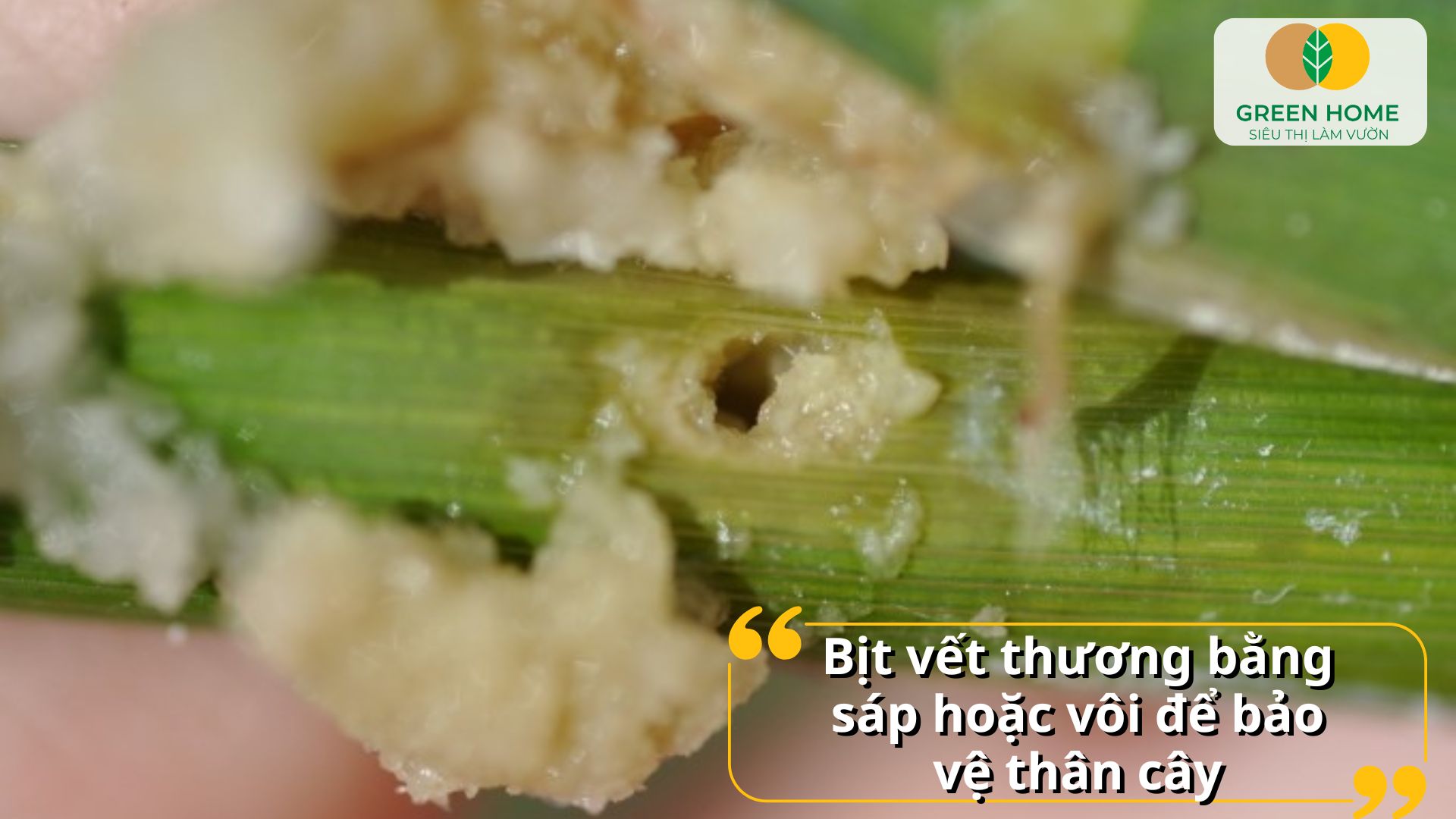 Trị sâu đục thân hạn chế tình trạng cây bị khô cành, chết ngọn