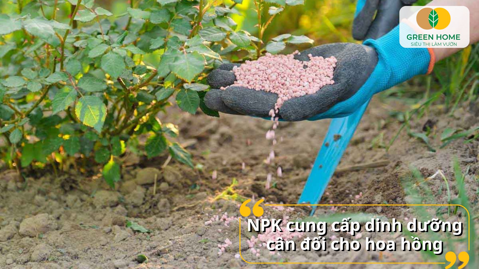 Cánh hoa dày, màu rực rỡ nhờ bón NPK cho hoa hồng