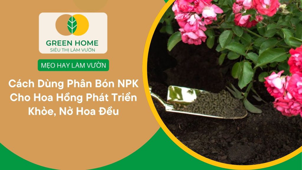 Bón NPK cho hoa hồng hỗ trợ cây ra hoa đúng mùa