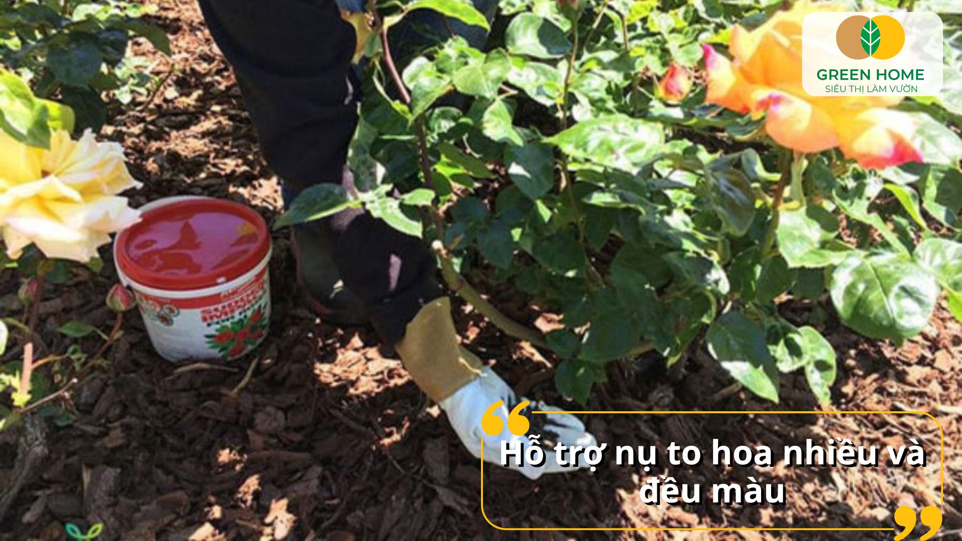Hoa lâu tàn và giữ màu nhờ bón NPK cho hoa hồng