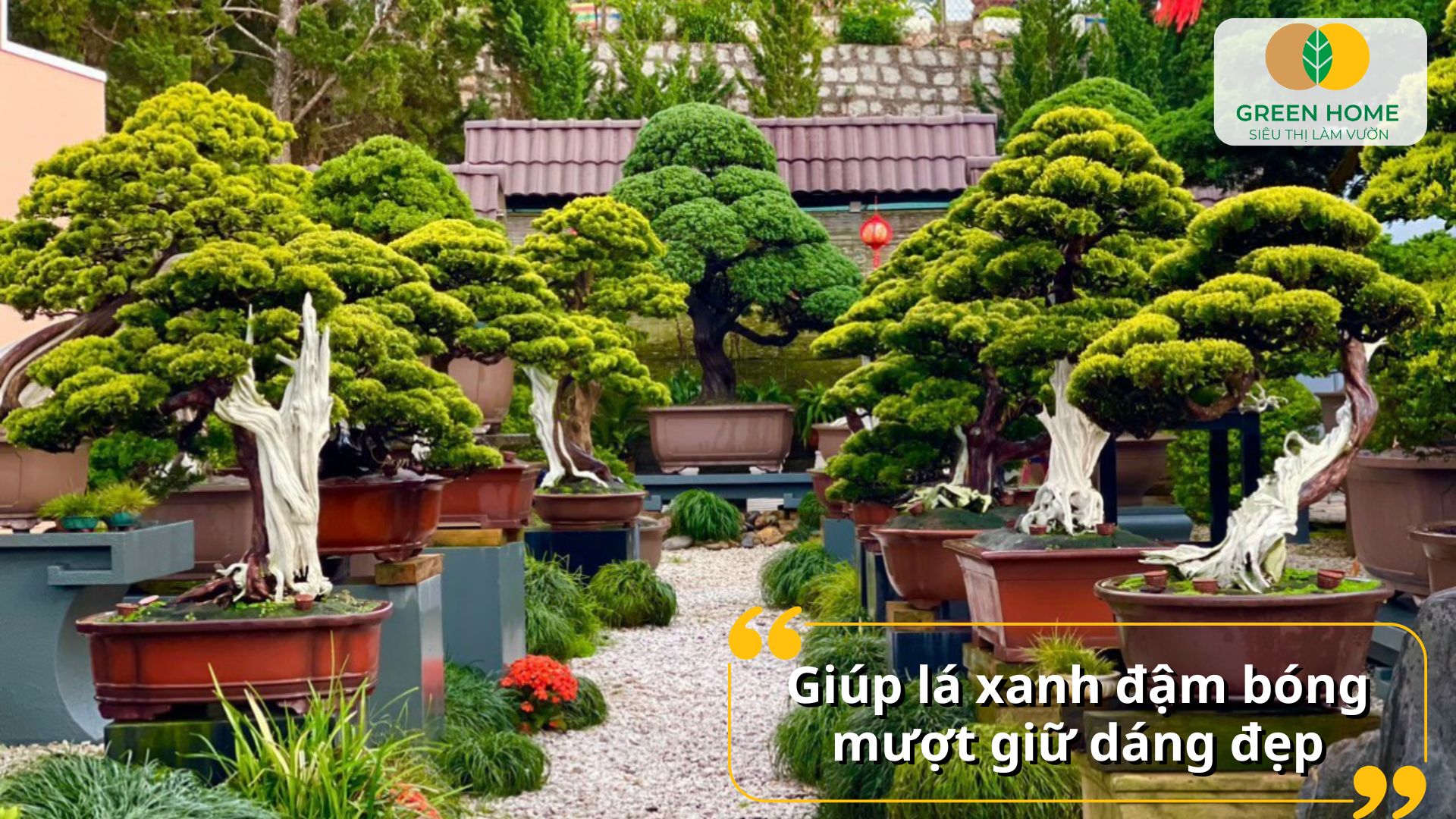 Dáng cây đẹp hơn nhờ bón phân NPK cho cây cảnh đúng cách
