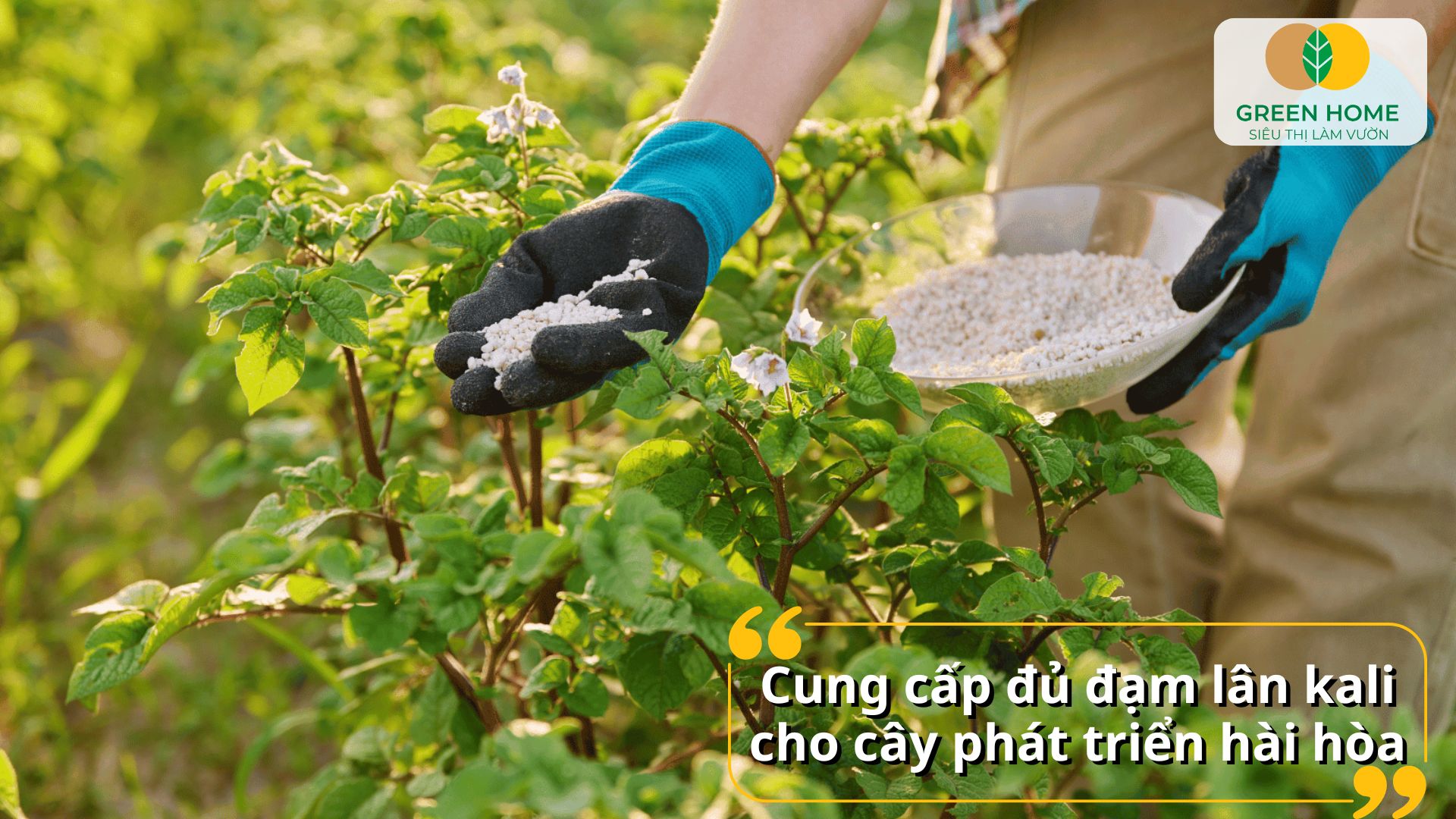 Cây khỏe mạnh hơn khi bón phân NPK cho cây cảnh định kỳ