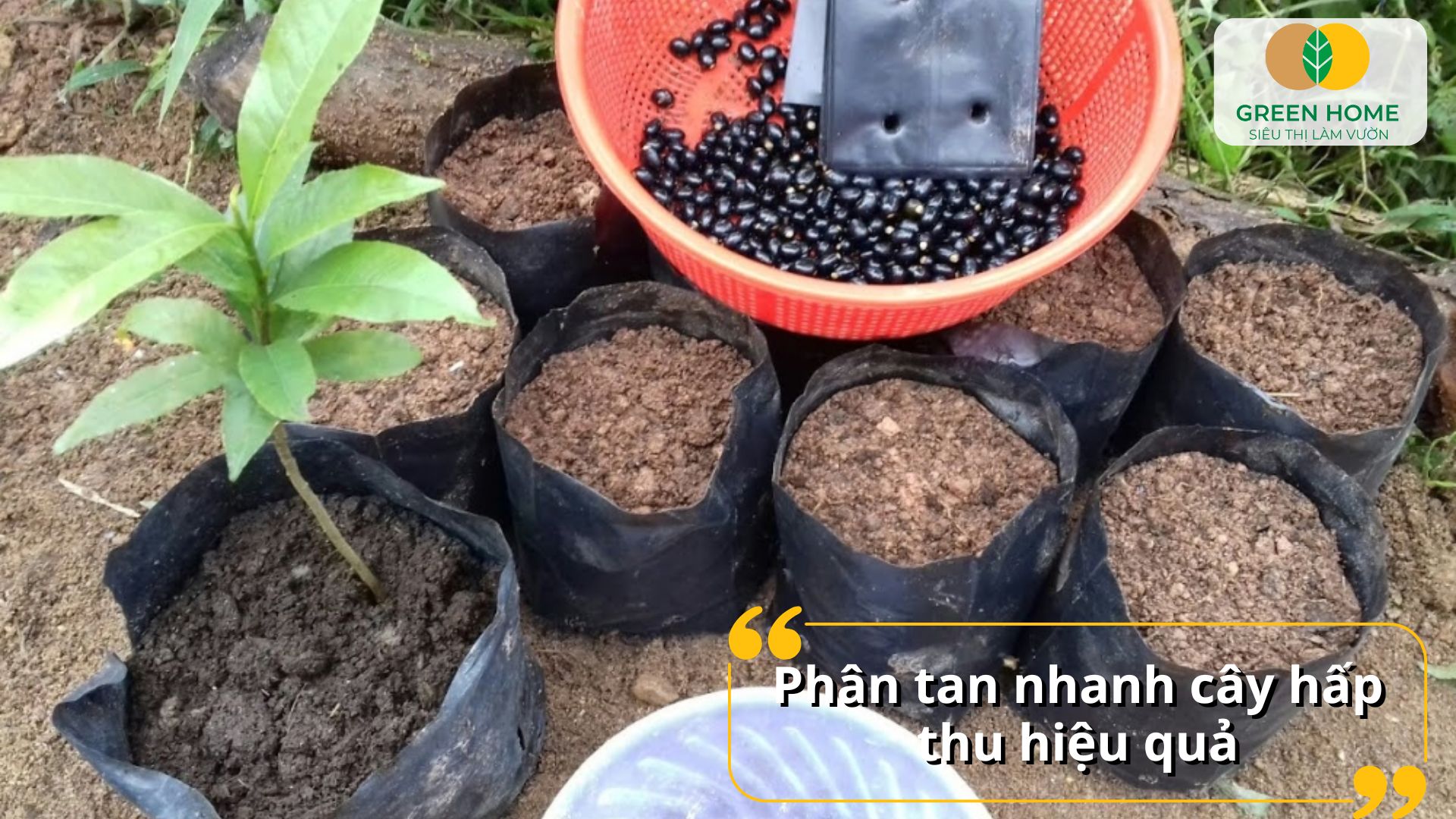 Mai vàng lâu năm vẫn xanh tốt nhờ bón phân NPK đúng chuẩn