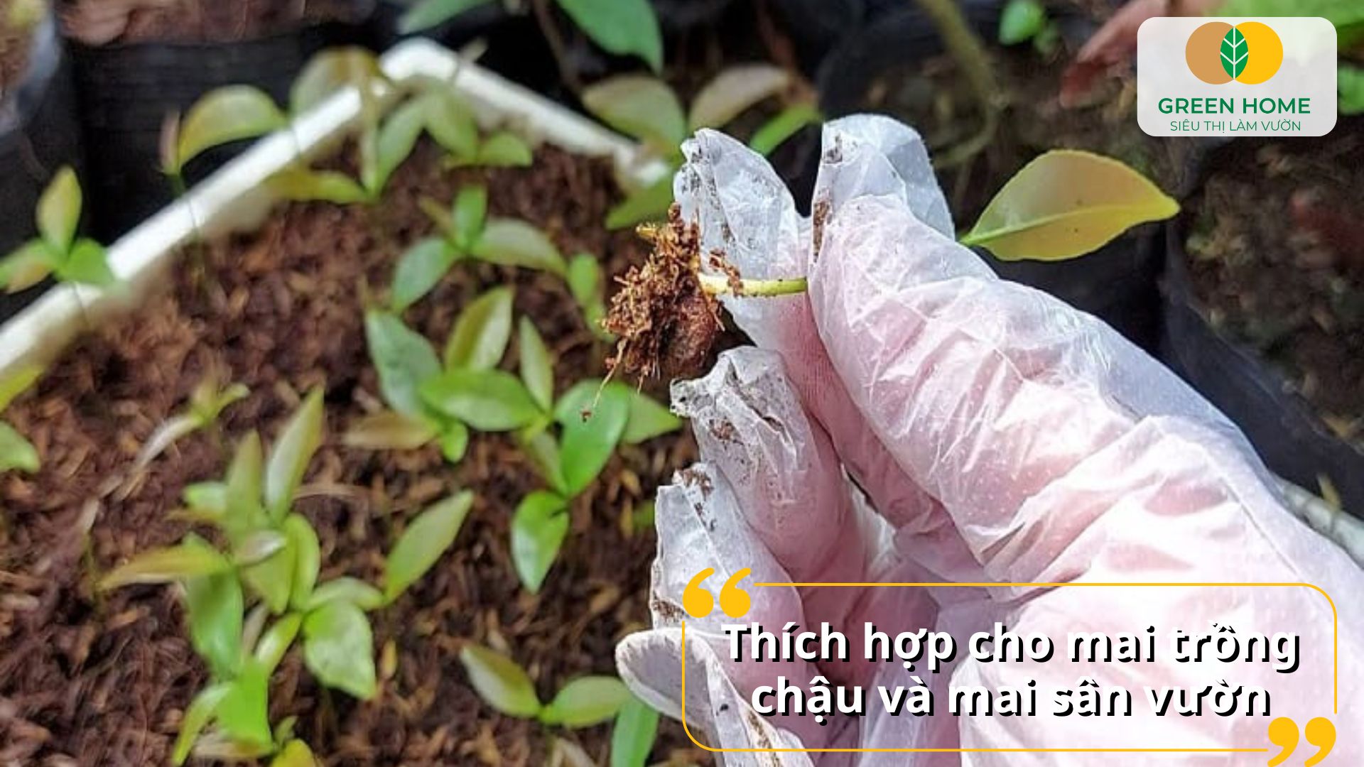 Bón phân NPK cho mai vàng giúp cây sinh trưởng ổn định quanh năm