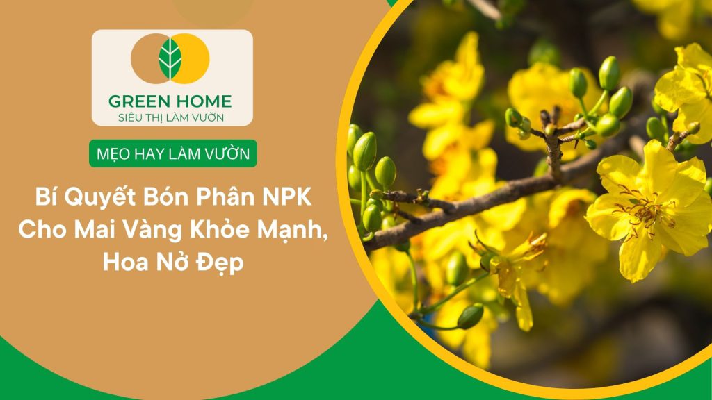 Bón phân NPK cho mai vàng giúp lá non ra đều, mượt và xanh bóng