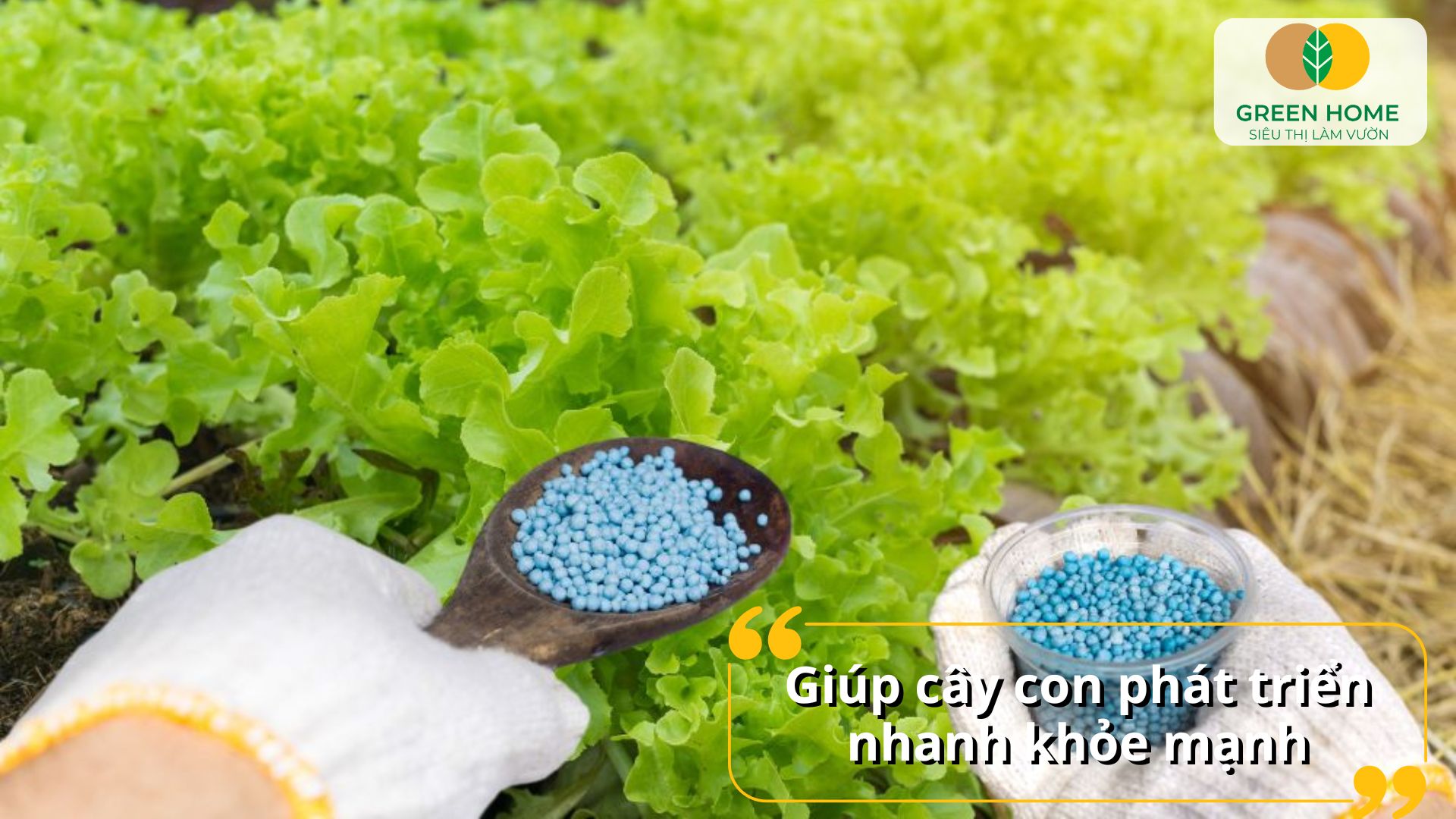 Bón phân NPK cho rau giúp tăng năng suất thu hoạch