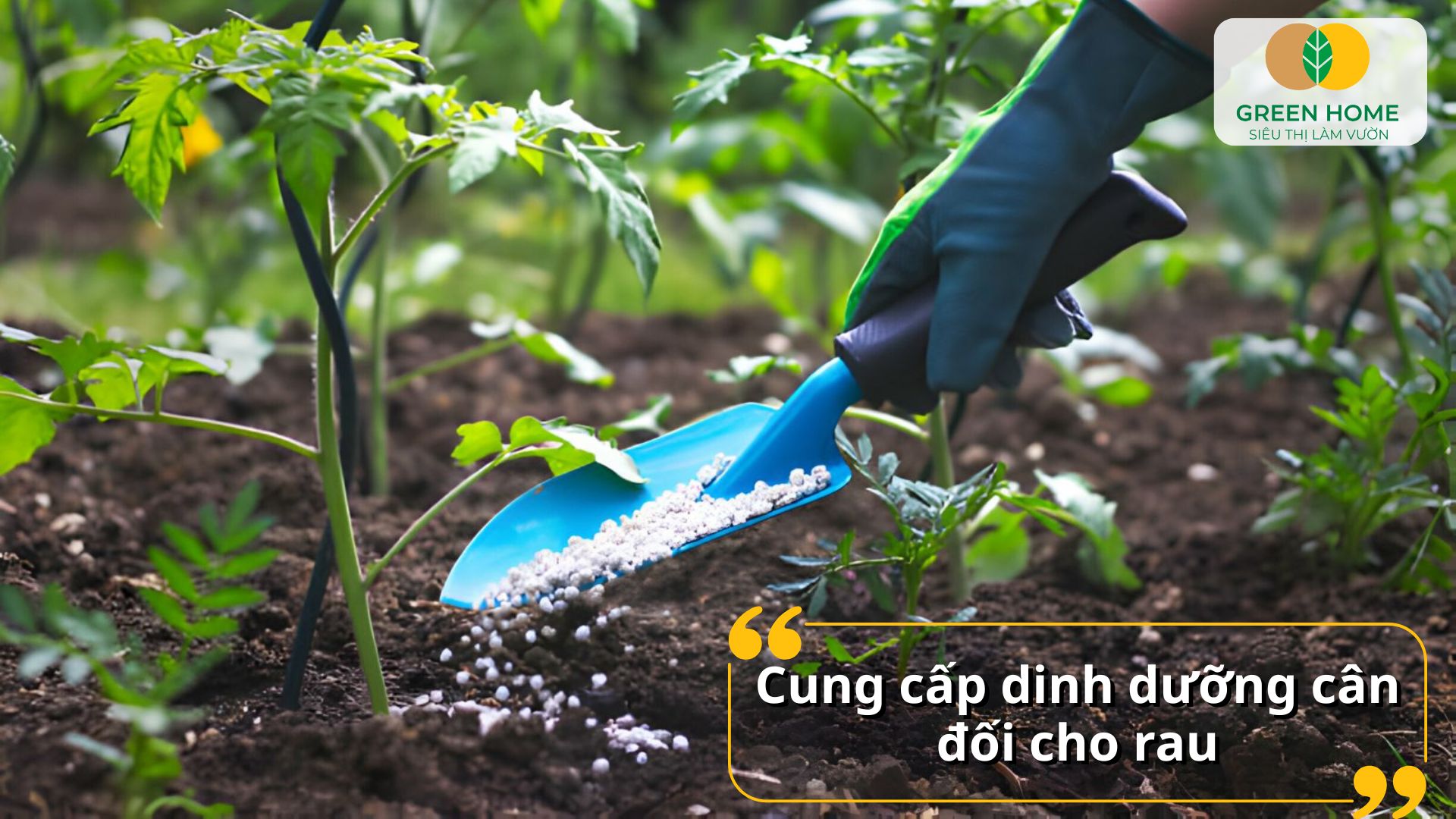 Rau sạch tại nhà tươi ngon hơn khi bón phân NPK cho rau