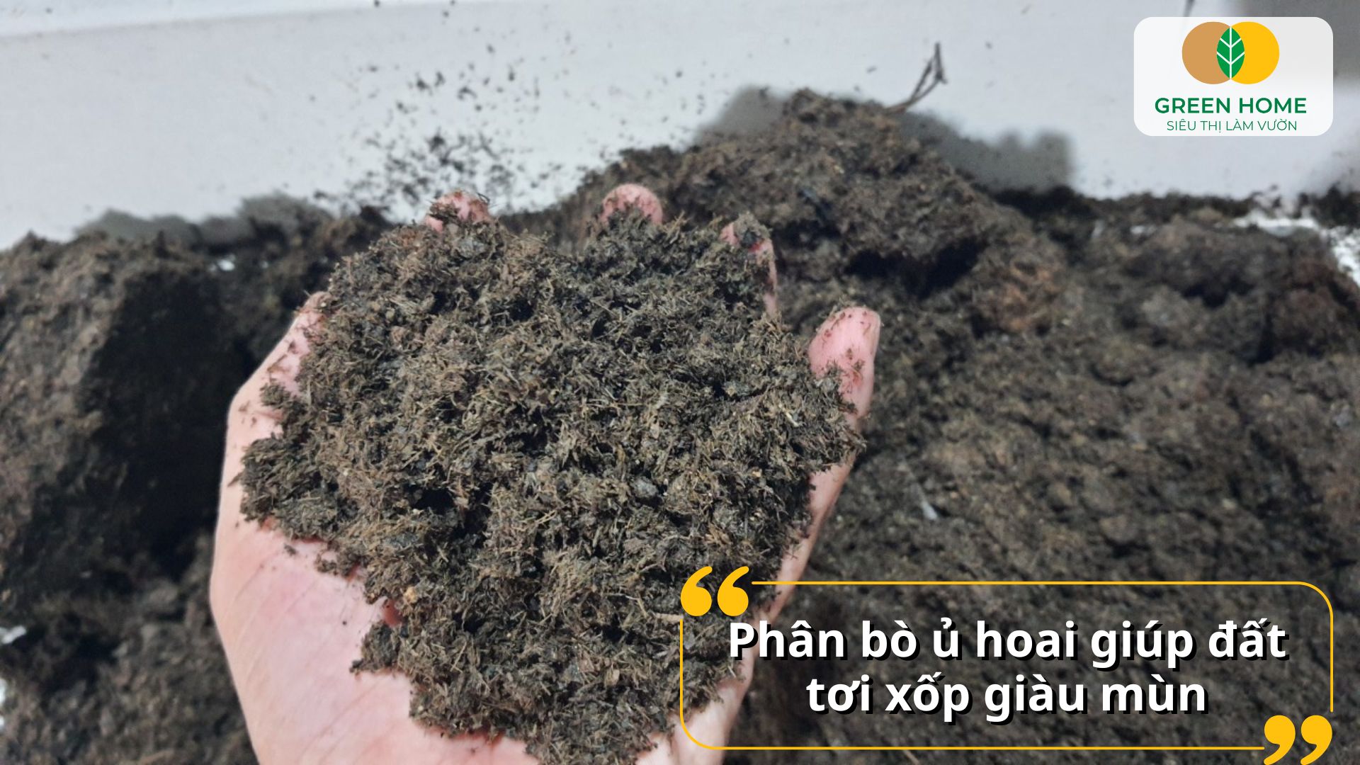 Rễ khỏe mạnh hơn khi bón phân bò cho cây thường xuyên
