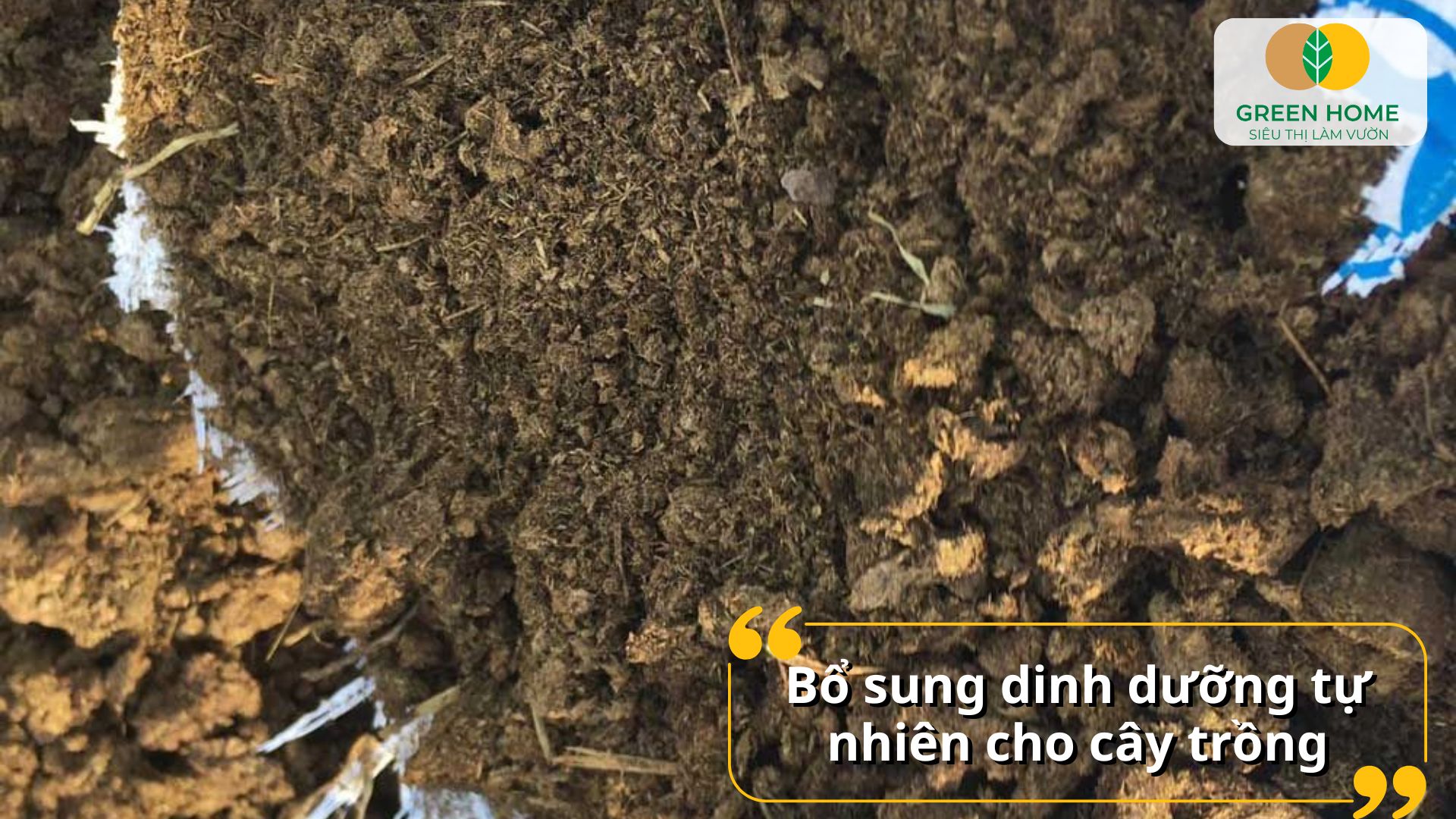 Năng suất cao nhờ bón phân bò cho cây đúng cách