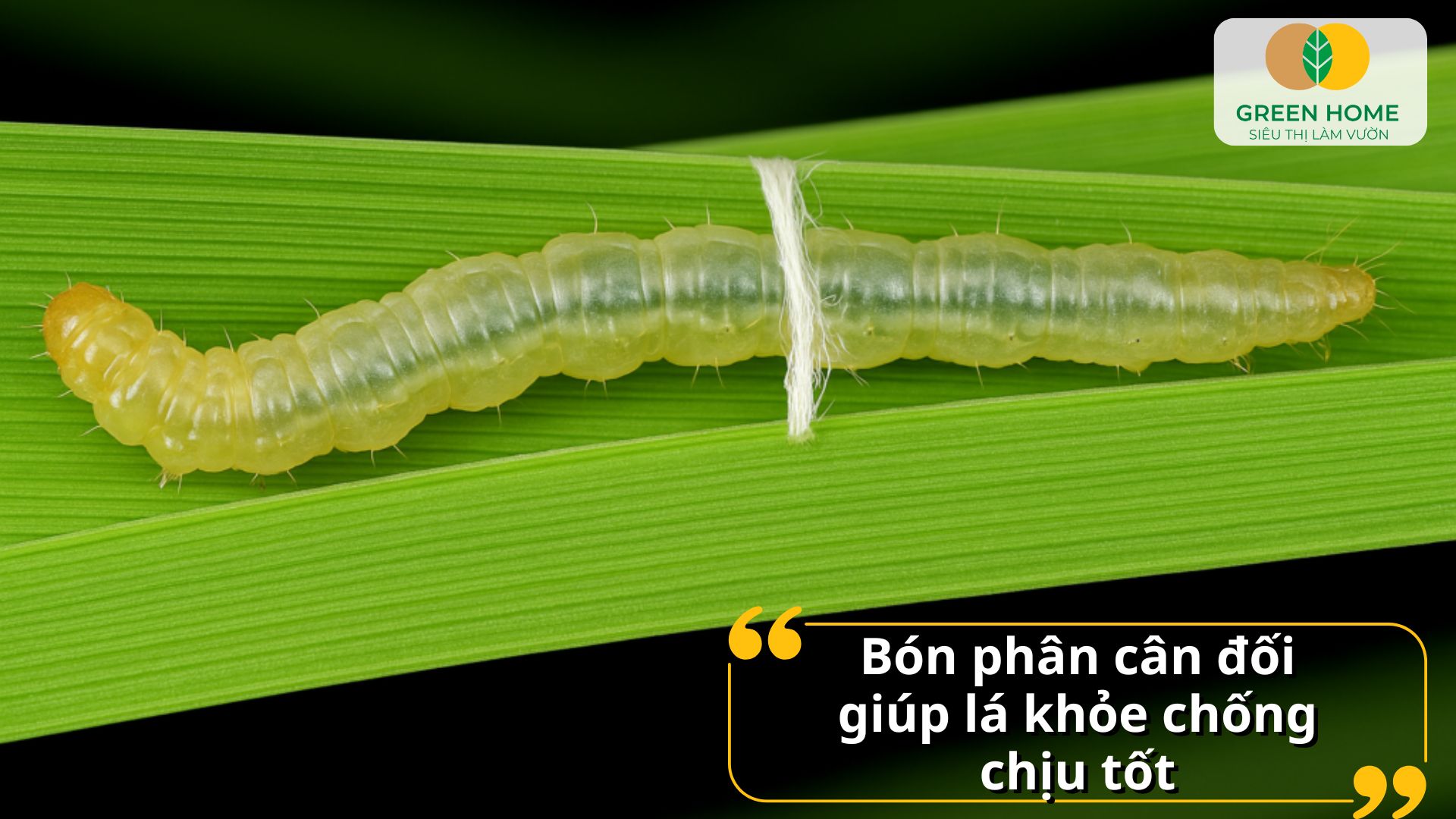 Cây trồng phục hồi nhanh sau khi dùng đặc trị sâu cuốn lá
