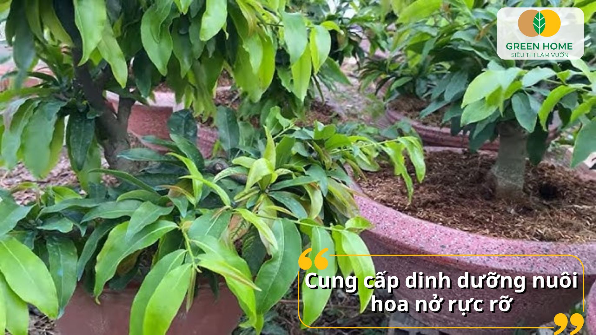 Tăng độ bền hoa nhờ bón phân kali cho cây mai