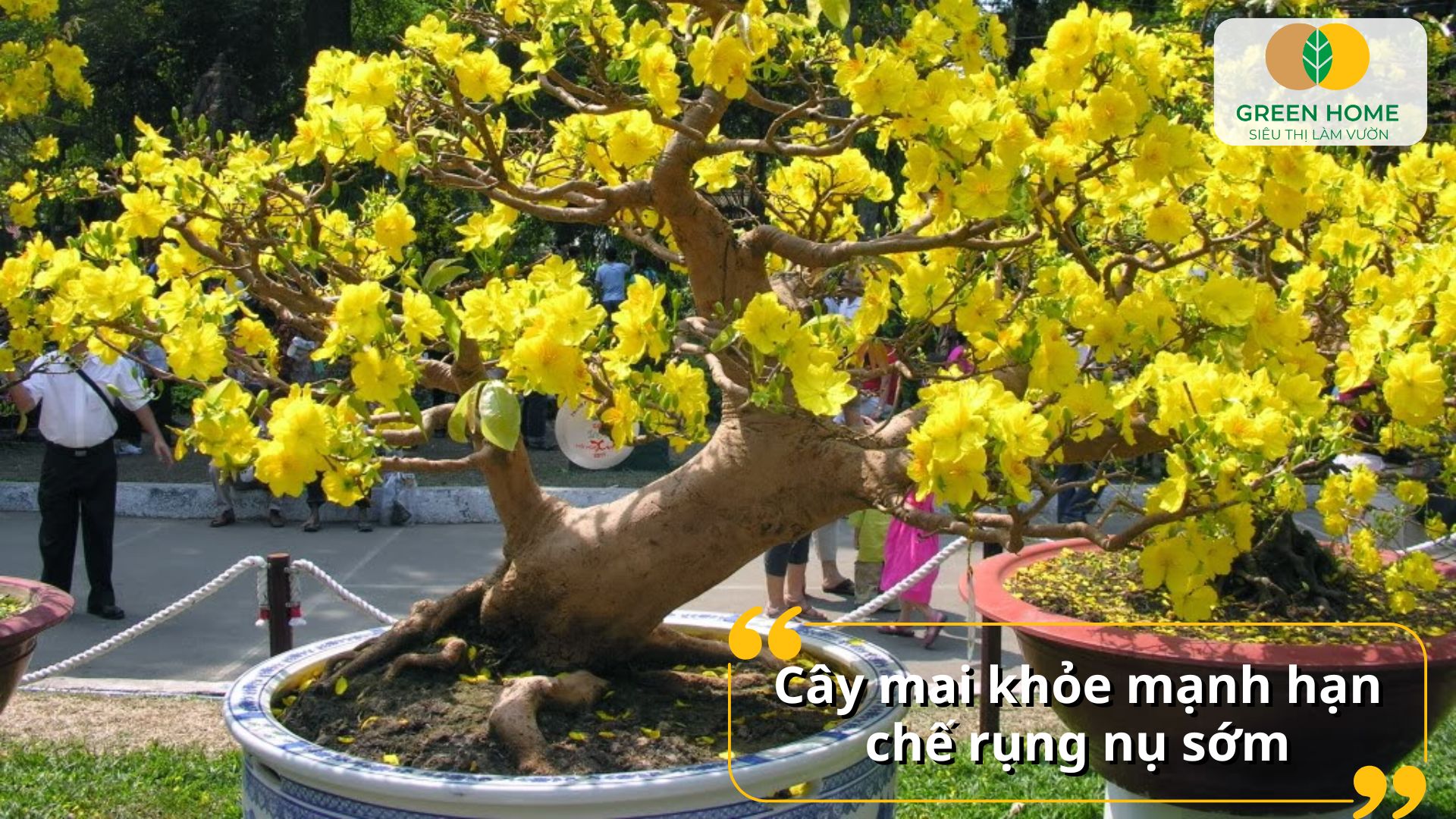 Bón phân kali cho cây mai giúp hoa lâu tàn và giữ màu sắc đẹp