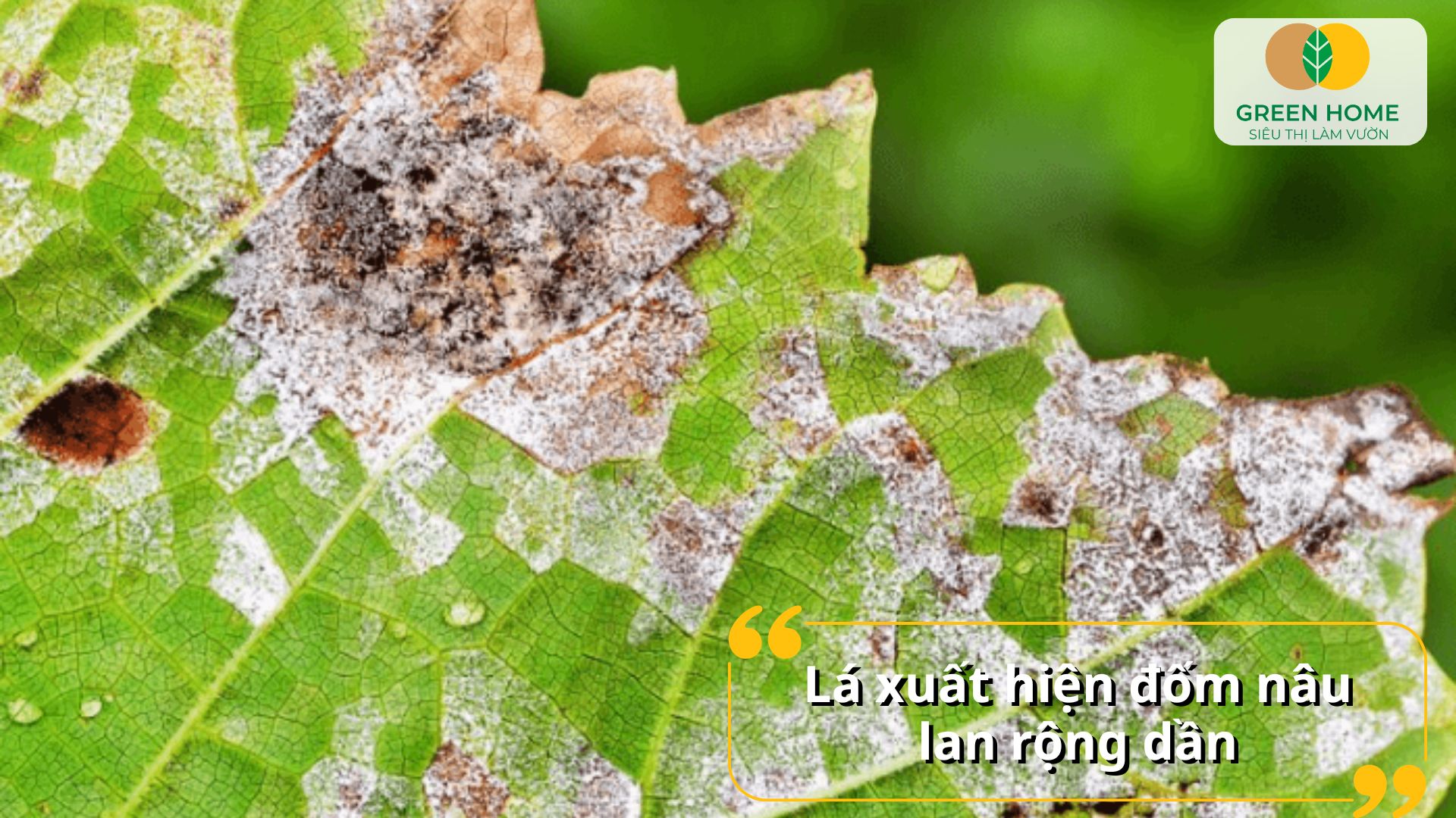 Vườn rau khỏe mạnh nhờ sử dụng đúng các loại thuốc diệt nấm