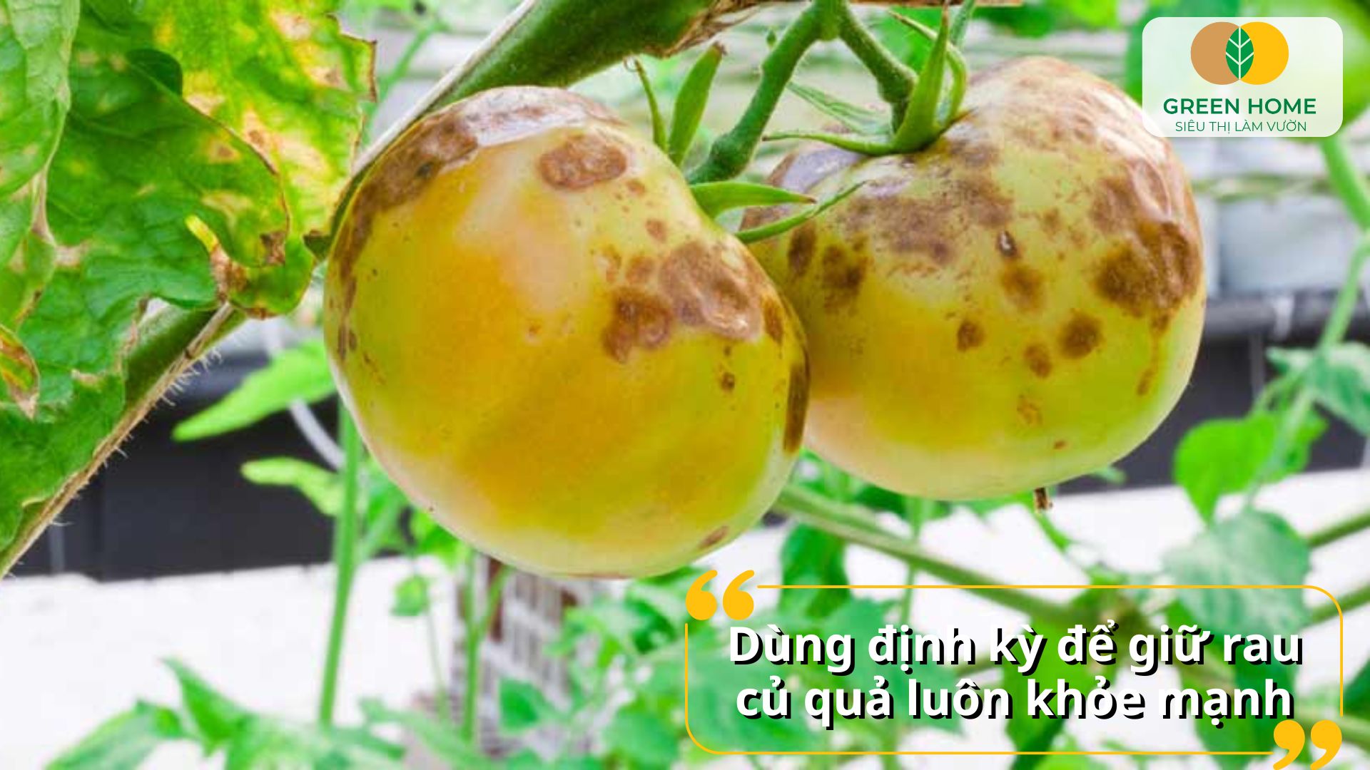 Trái cây lớn đều, ít bệnh hại nhờ các loại thuốc diệt nấm