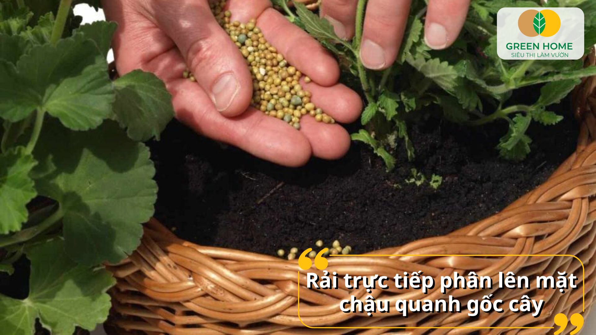 Tham khảo cách bón phân tan chậm để tiết kiệm công chăm sóc cây