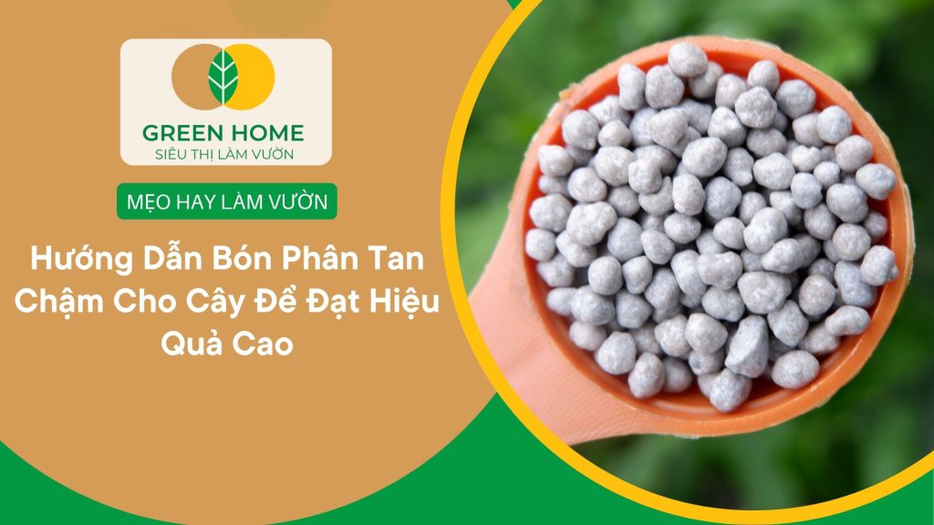 Cách bón phân tan chậm giúp cây ít bị vàng lá, còi cọc
