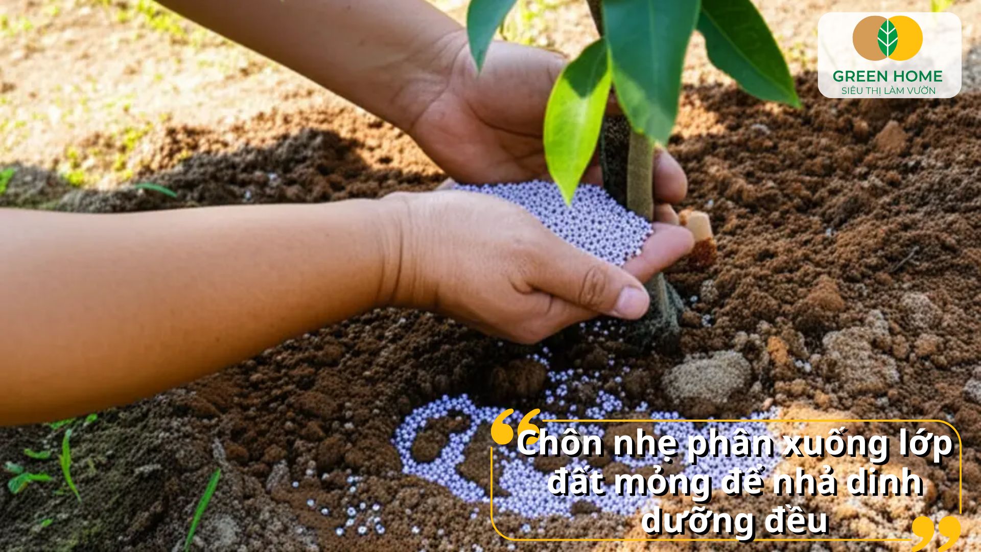 Cây khỏe mạnh quanh năm nhờ cách bón phân tan chậm đúng kỹ thuật
