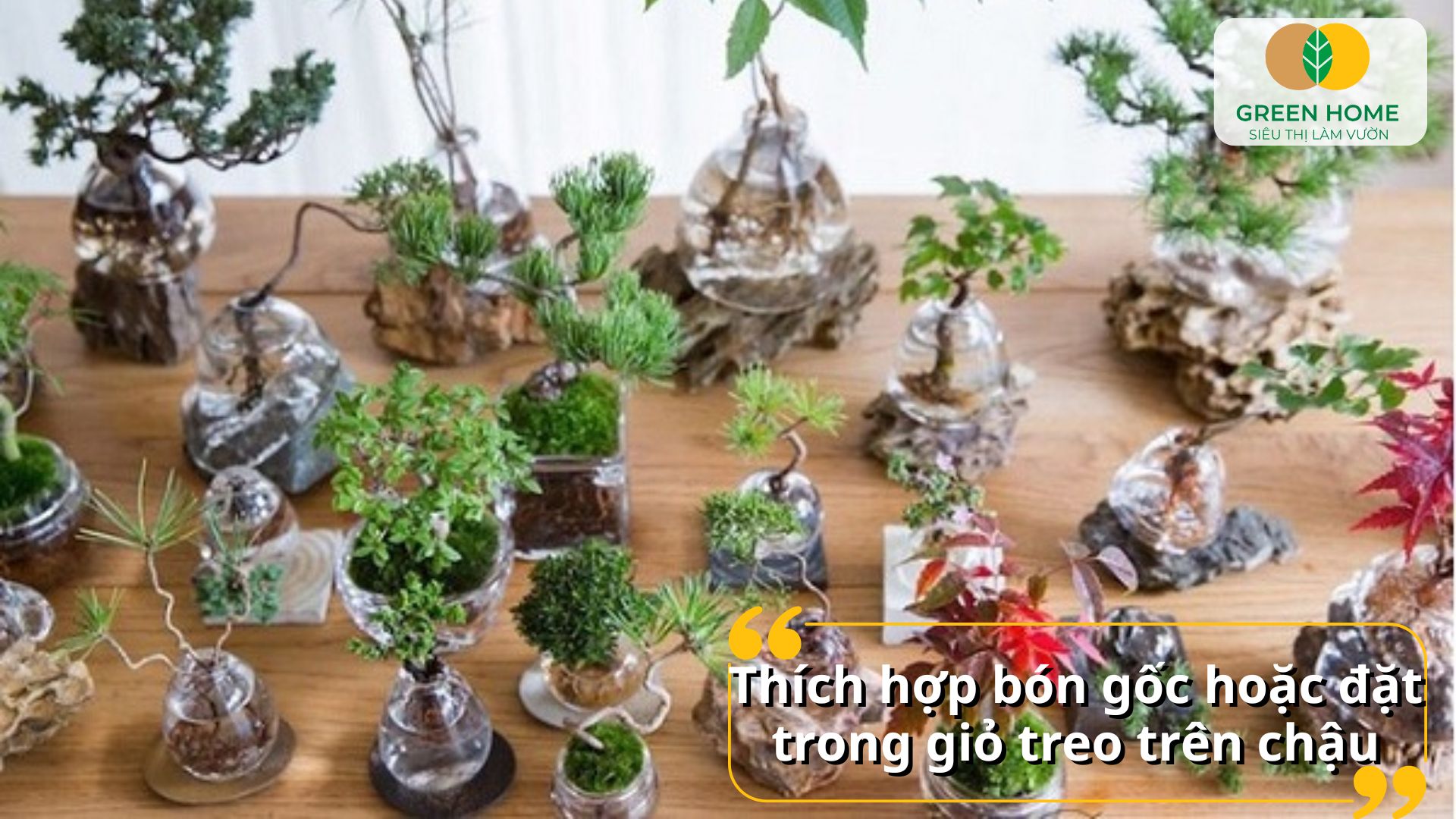 Phân tan chậm cho bonsai tiết kiệm thời gian chăm sóc hiệu quả