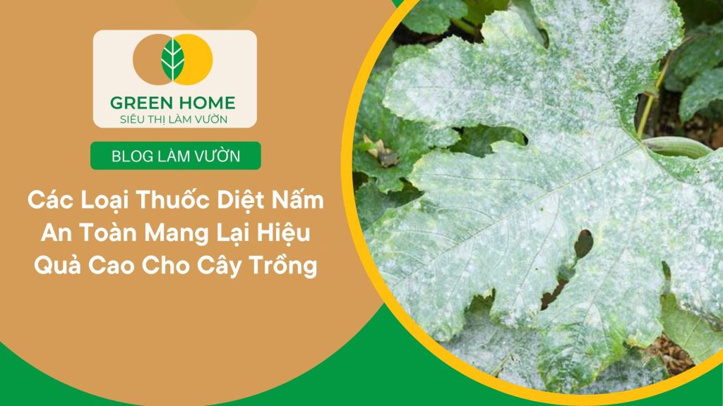 Các loại thuốc diệt nấm mang lại sự yên tâm cho nhà vườn