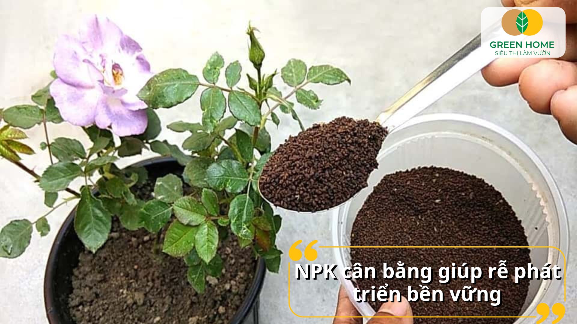 Bón NPK cho hoa hồng giúp đất giữ dưỡng chất lâu dài