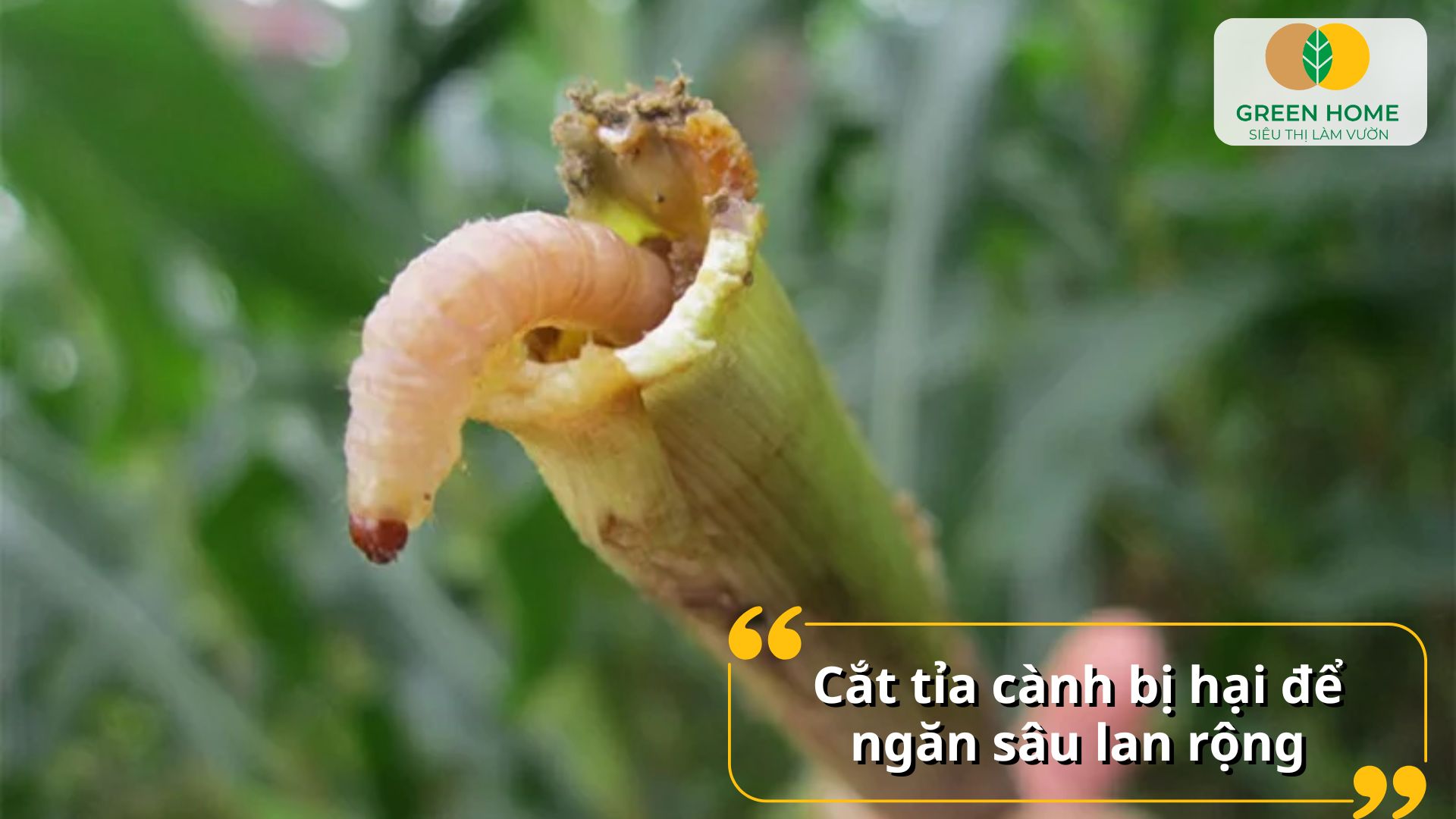 Trị sâu đục thân giúp duy trì năng suất và chất lượng trái cây