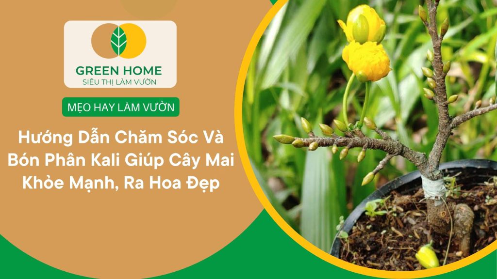 Hoa mai to, cánh dày đẹp nhờ bón phân kali cho cây mai