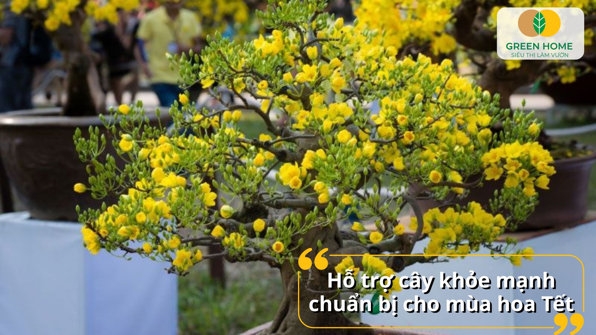 Bón phân NPK cho mai vàng hỗ trợ cành nhánh phát triển cân đối