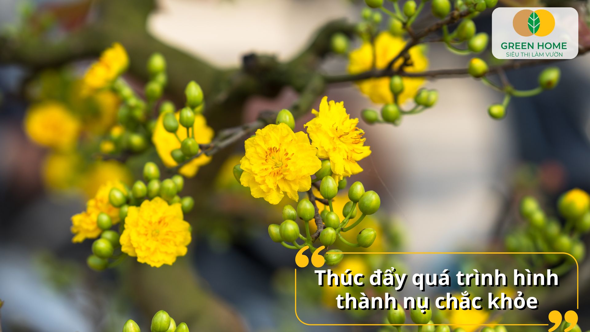 Hoa mai nở nhiều cánh hơn nhờ bón phân NPK cho mai vàng