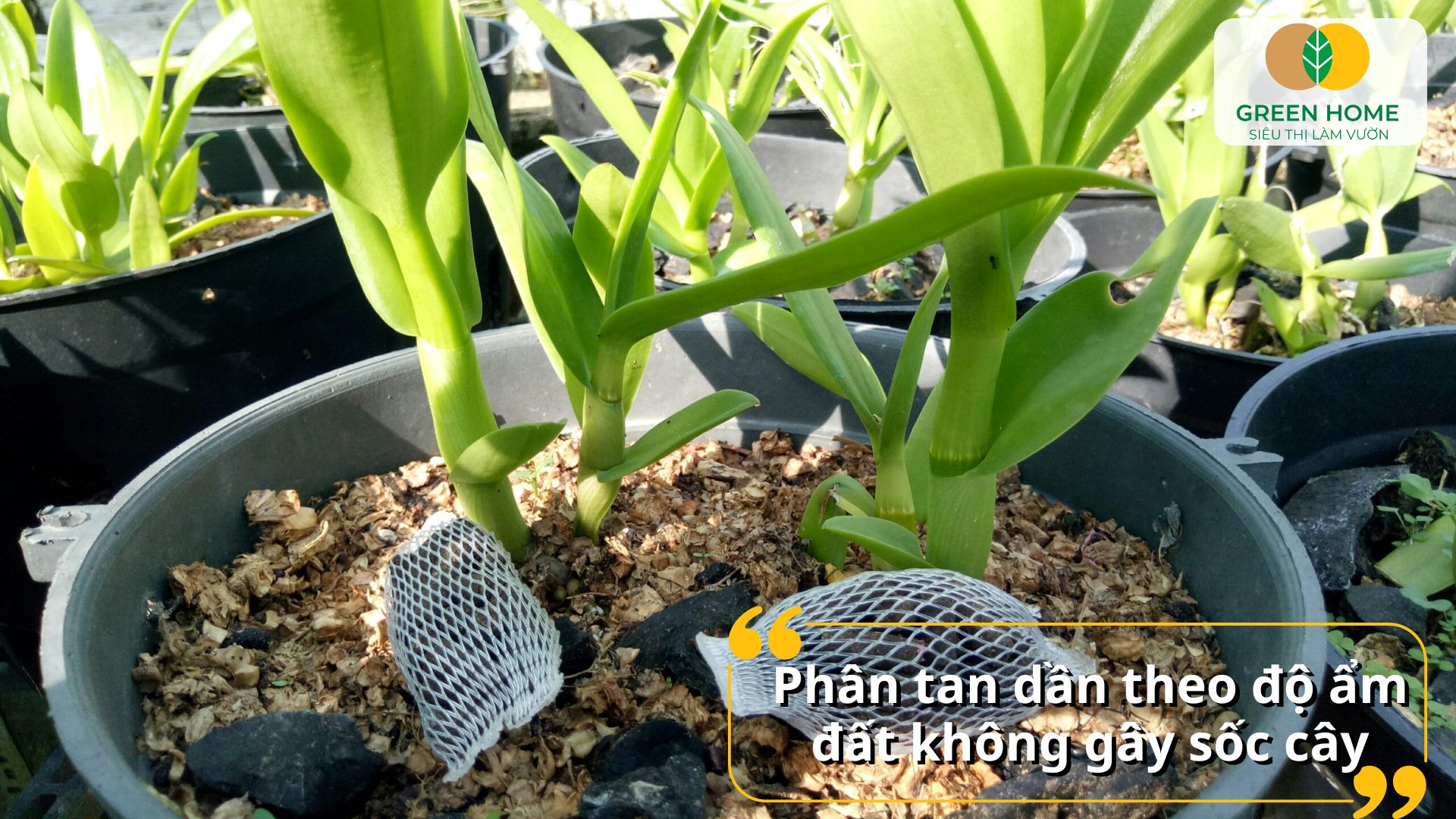 Cách bón phân tan chậm phù hợp với cây lâu năm trong vườn