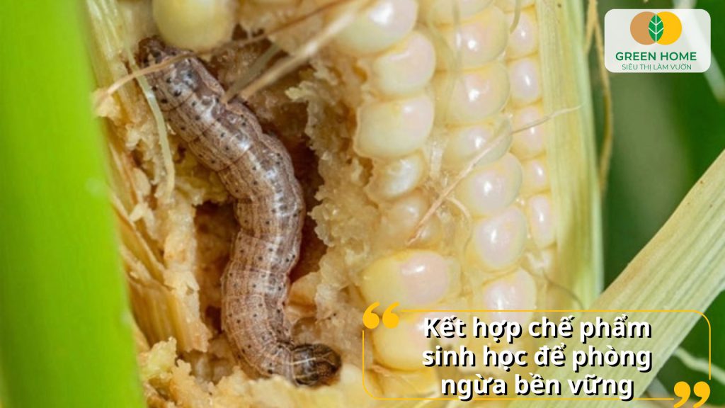Đặc trị sâu cuốn lá là biện pháp an toàn cho nhà nông