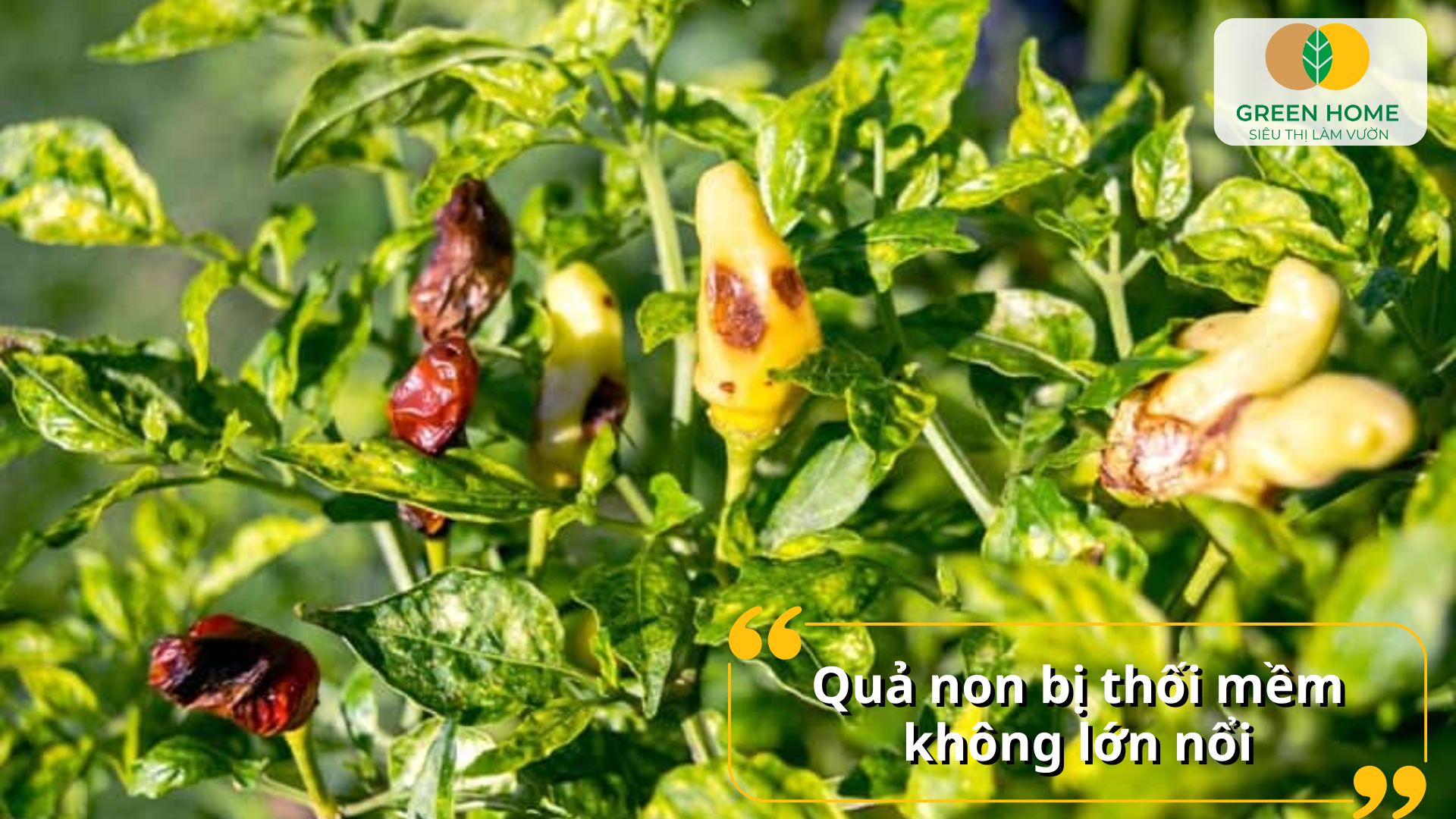 Nông sản đạt chất lượng cao nhờ các loại thuốc diệt nấm hiệu quả