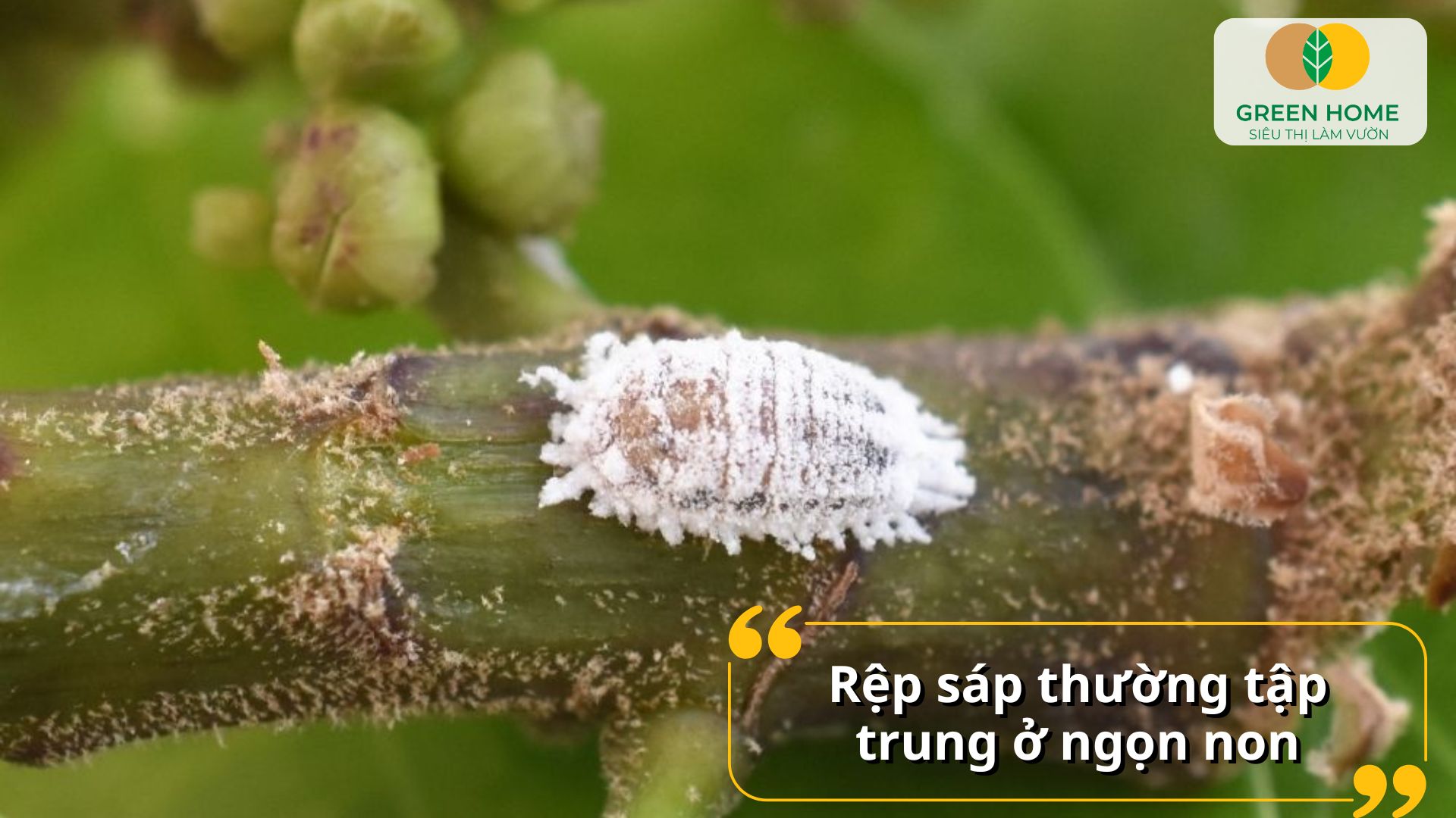 Hoạt chất trị rệp sáp bảo vệ rễ cây khỏi côn trùng gây hại