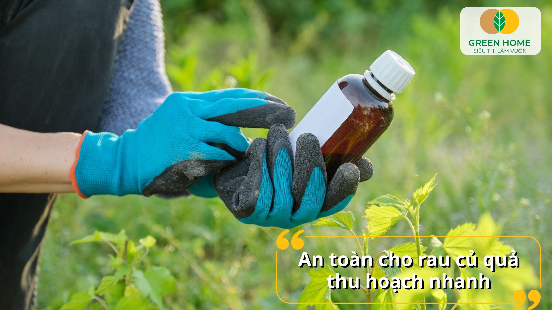 Vườn rau xanh tốt hơn khi dùng chế phẩm sinh học trừ sâu