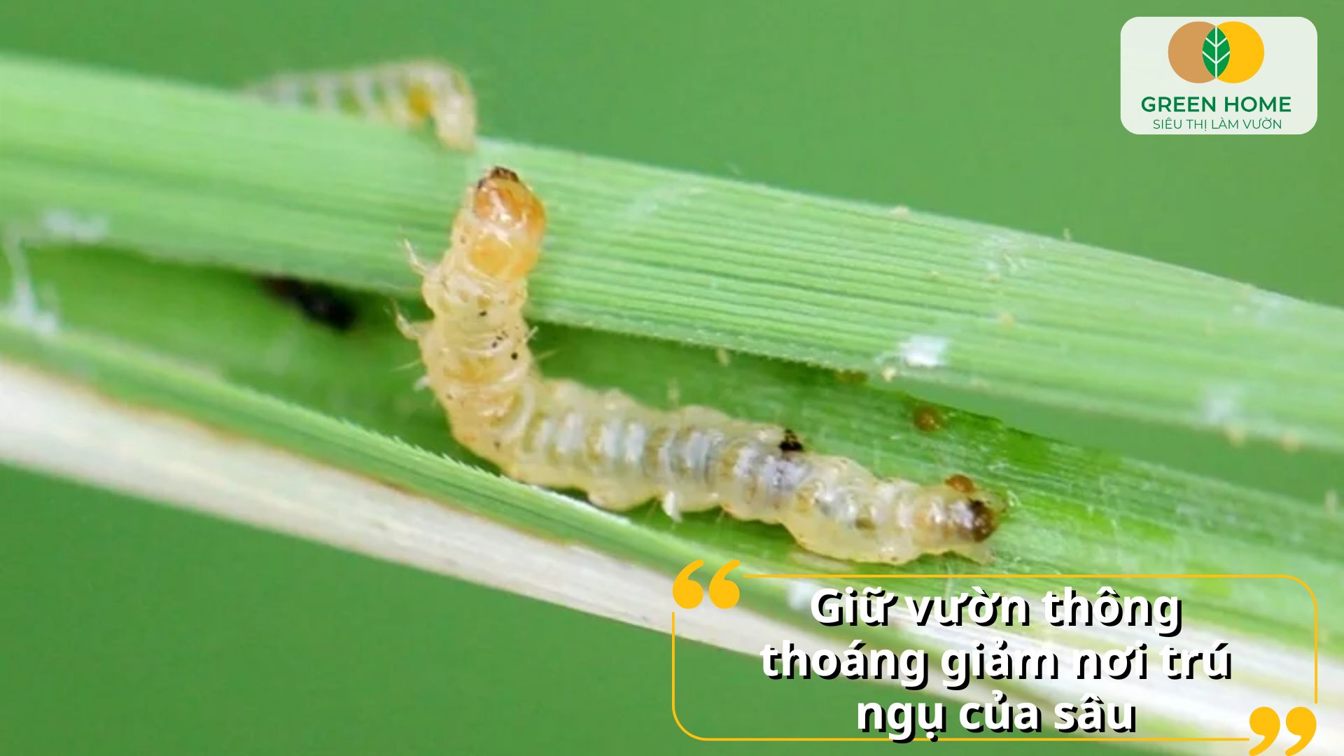 Đặc trị sâu cuốn lá giúp giữ lại bộ lá xanh cho cây trồng