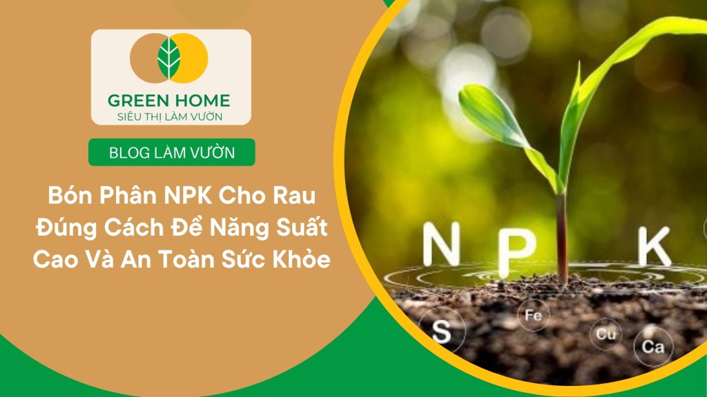 Bón phân NPK cho rau hỗ trợ cây non bén rễ nhanh chóng