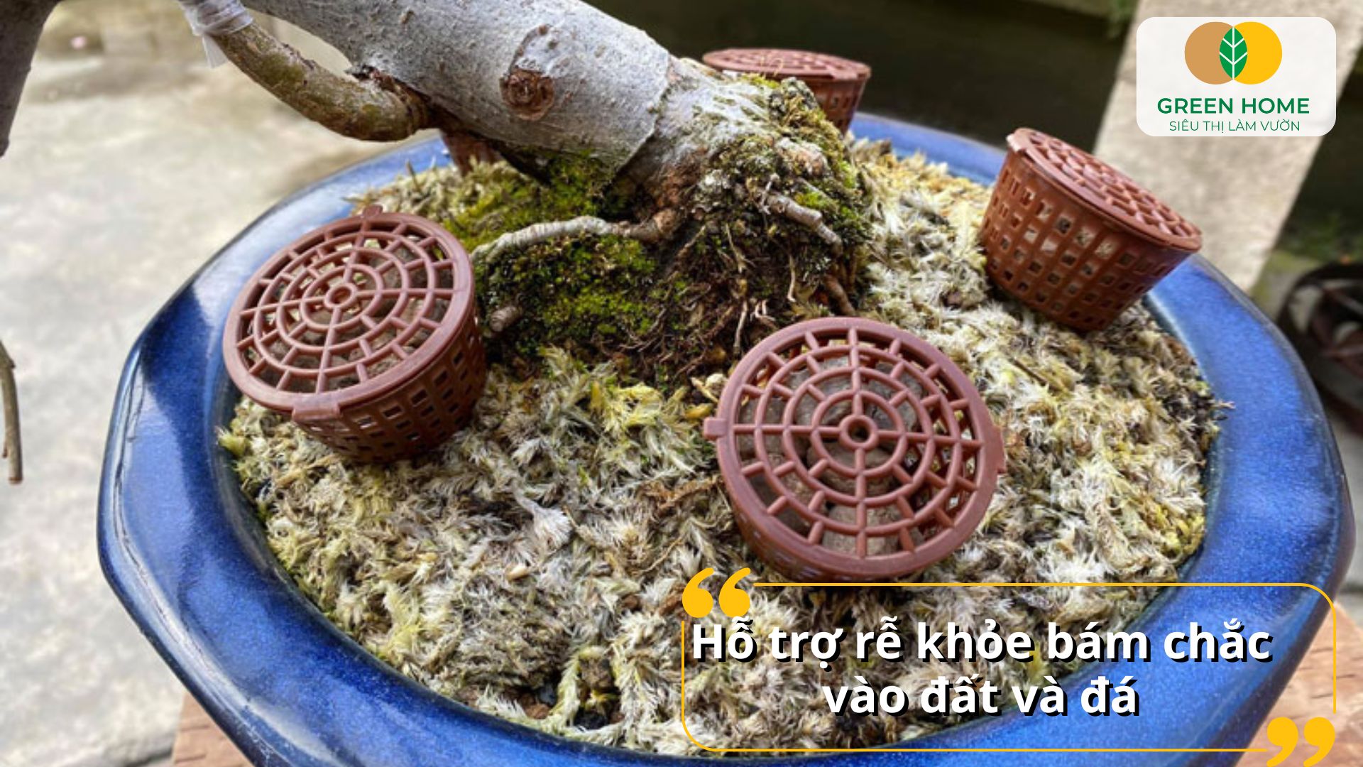 Phân tan chậm cho bonsai phù hợp cho nhiều loại dáng thế khác nhau