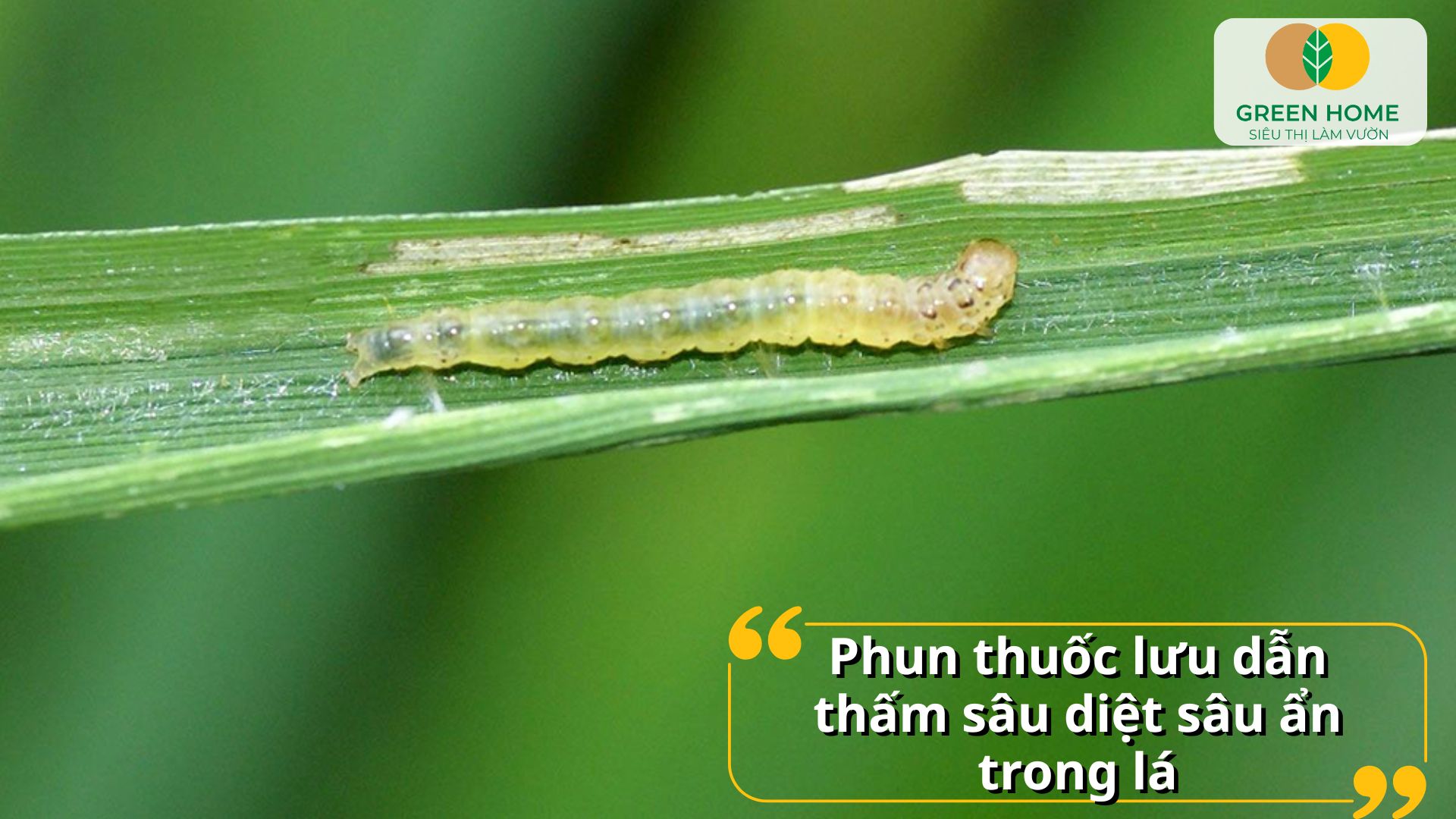 Đặc trị sâu cuốn lá bảo vệ vườn rau sạch an toàn