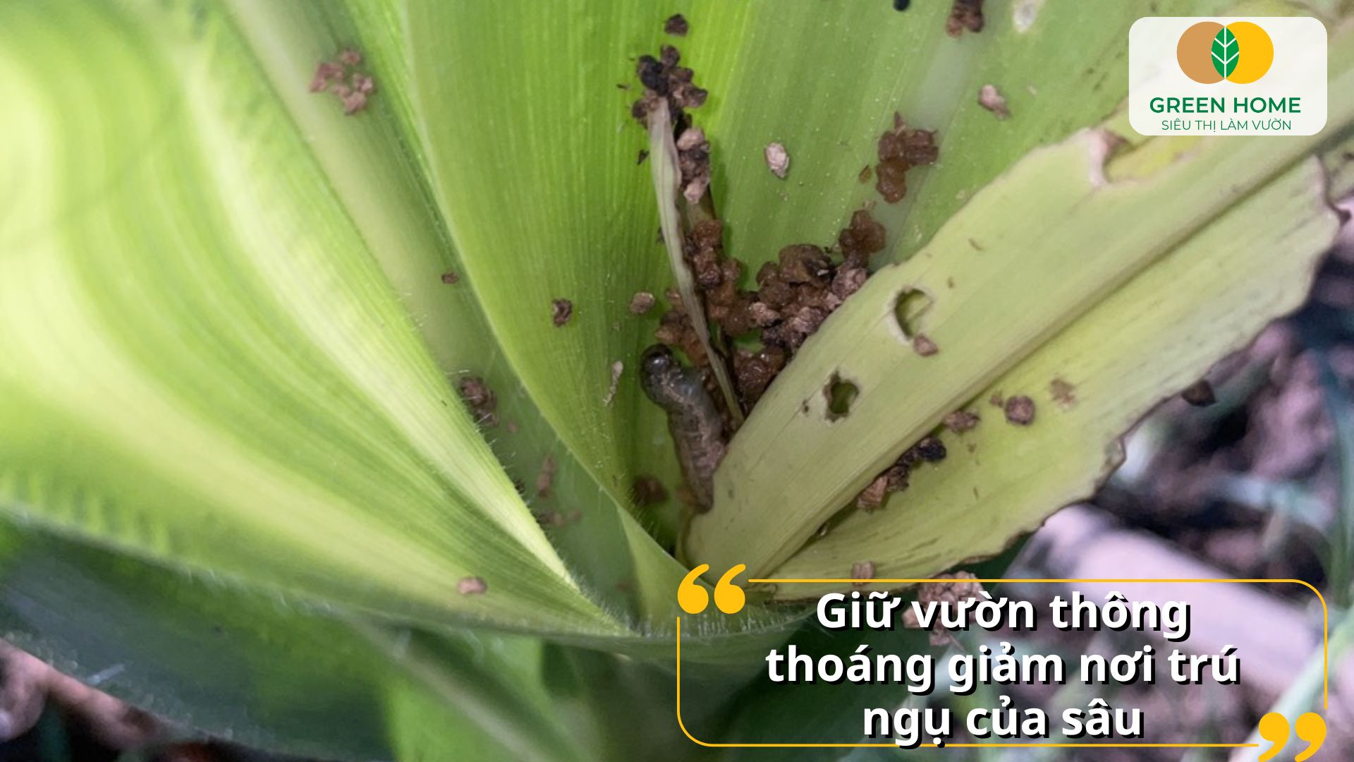 Đặc trị sâu cuốn lá hạn chế lây lan sâu bệnh trong vườn