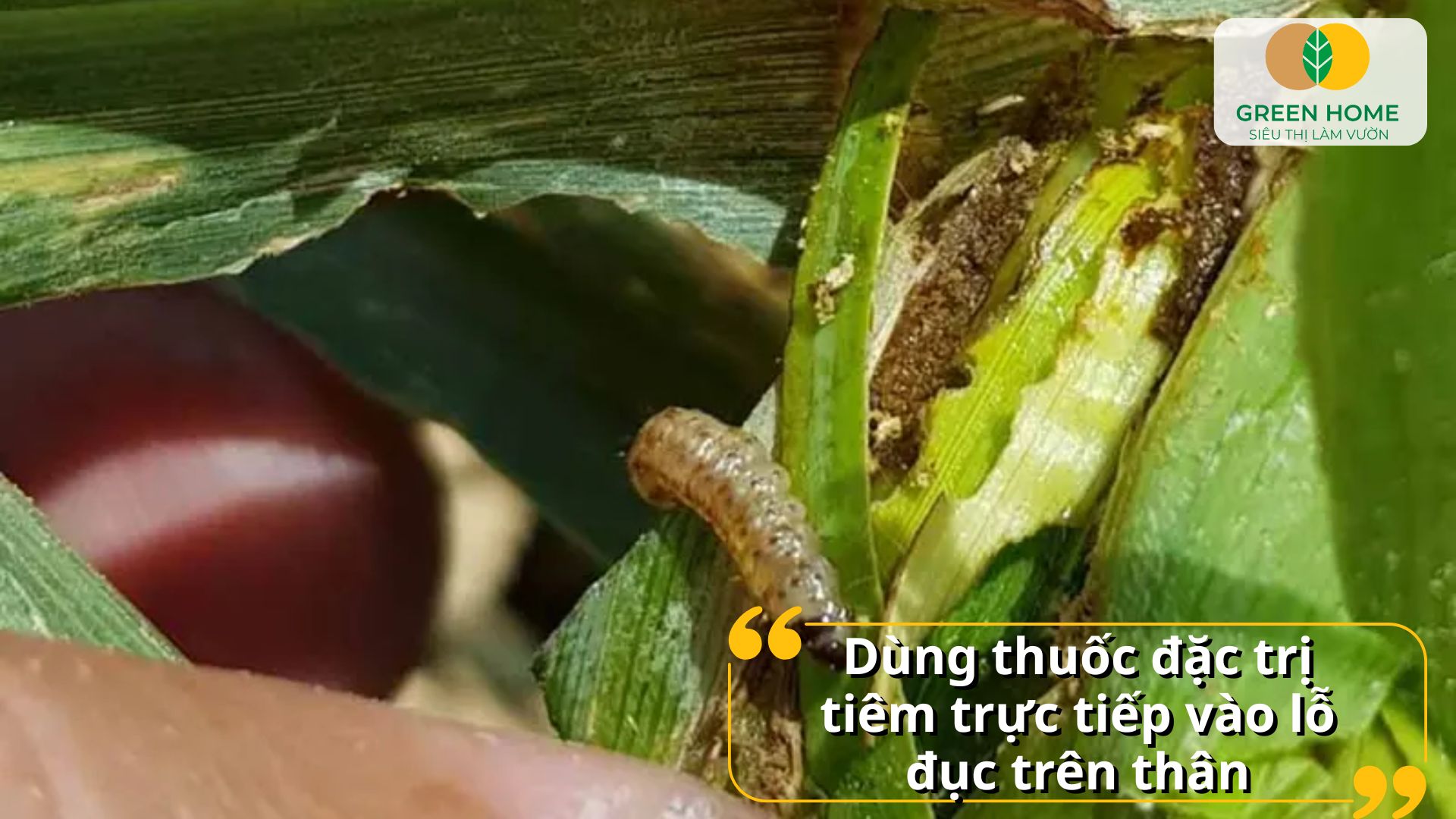 Trị sâu đục thân giúp bảo vệ vườn cây ăn quả an toàn