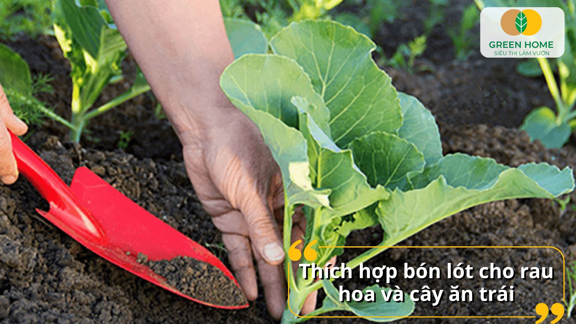 Bón phân bò cho cây lâu dài giúp đất giàu dưỡng chất